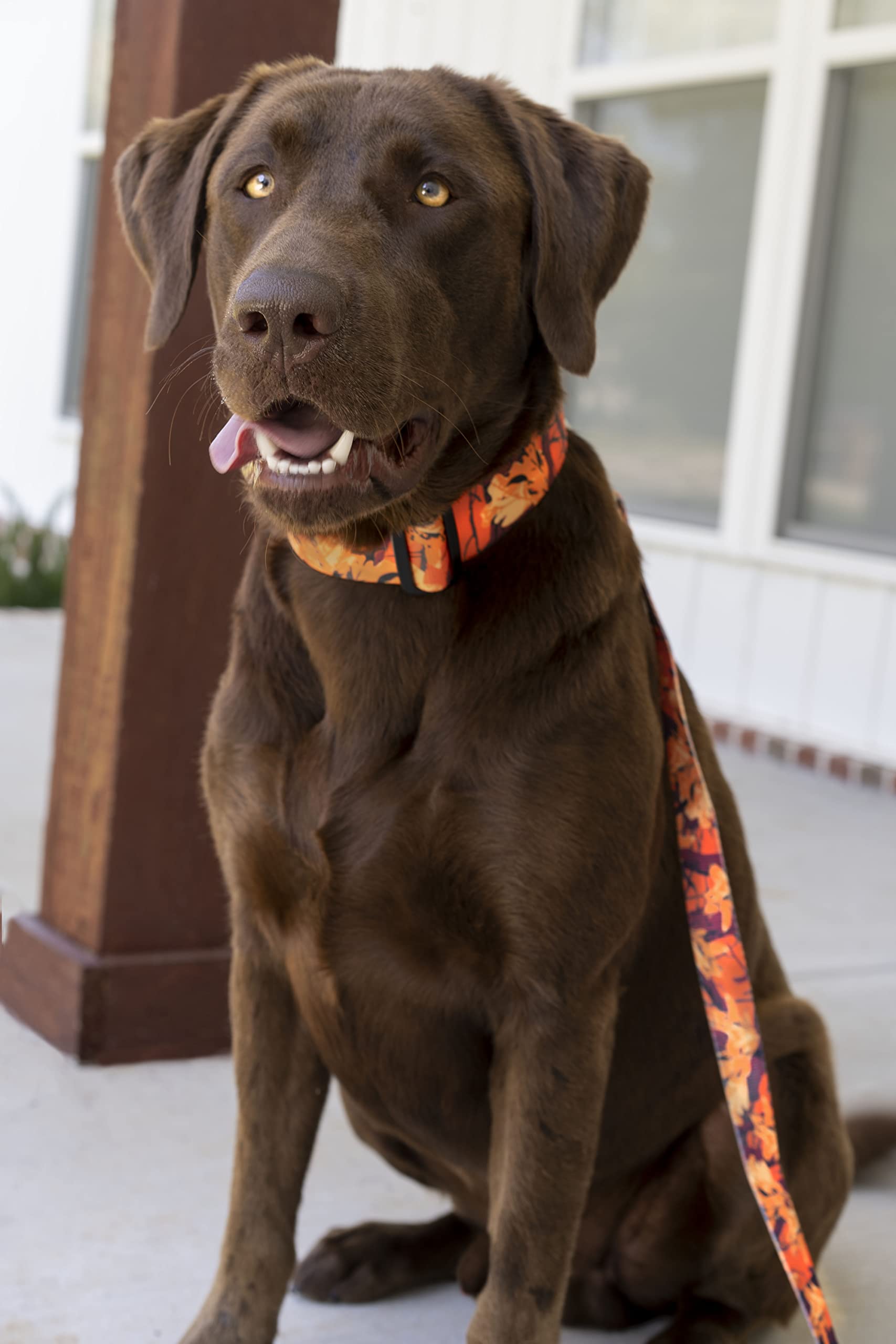 Country Brook Petz - Deluxe Orange Sunset Camo Dog Collar - Made In The U.S.A. - Camouflage Collection Featuring Rugged Designs