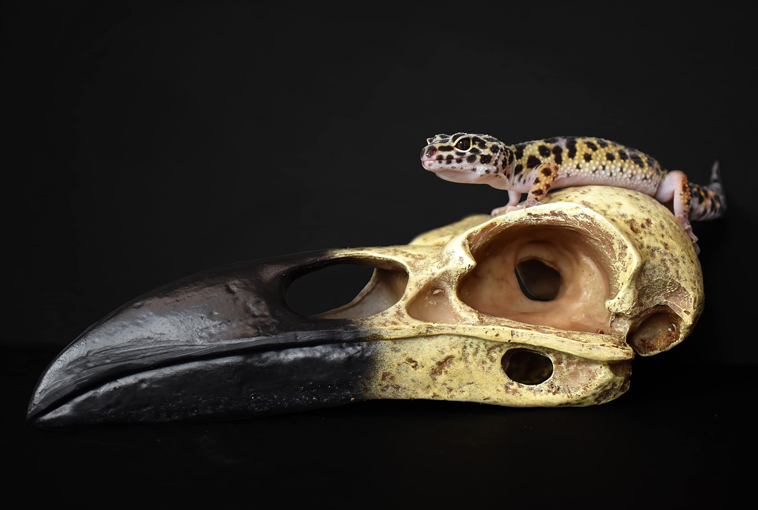 Komodo Reptile Terrarium Realistic Raven Skull Ornament Decor | Easy To Clean Under Water Aquarium Or Dry Habitat Decoration Accessory, Medium, 6 Inches