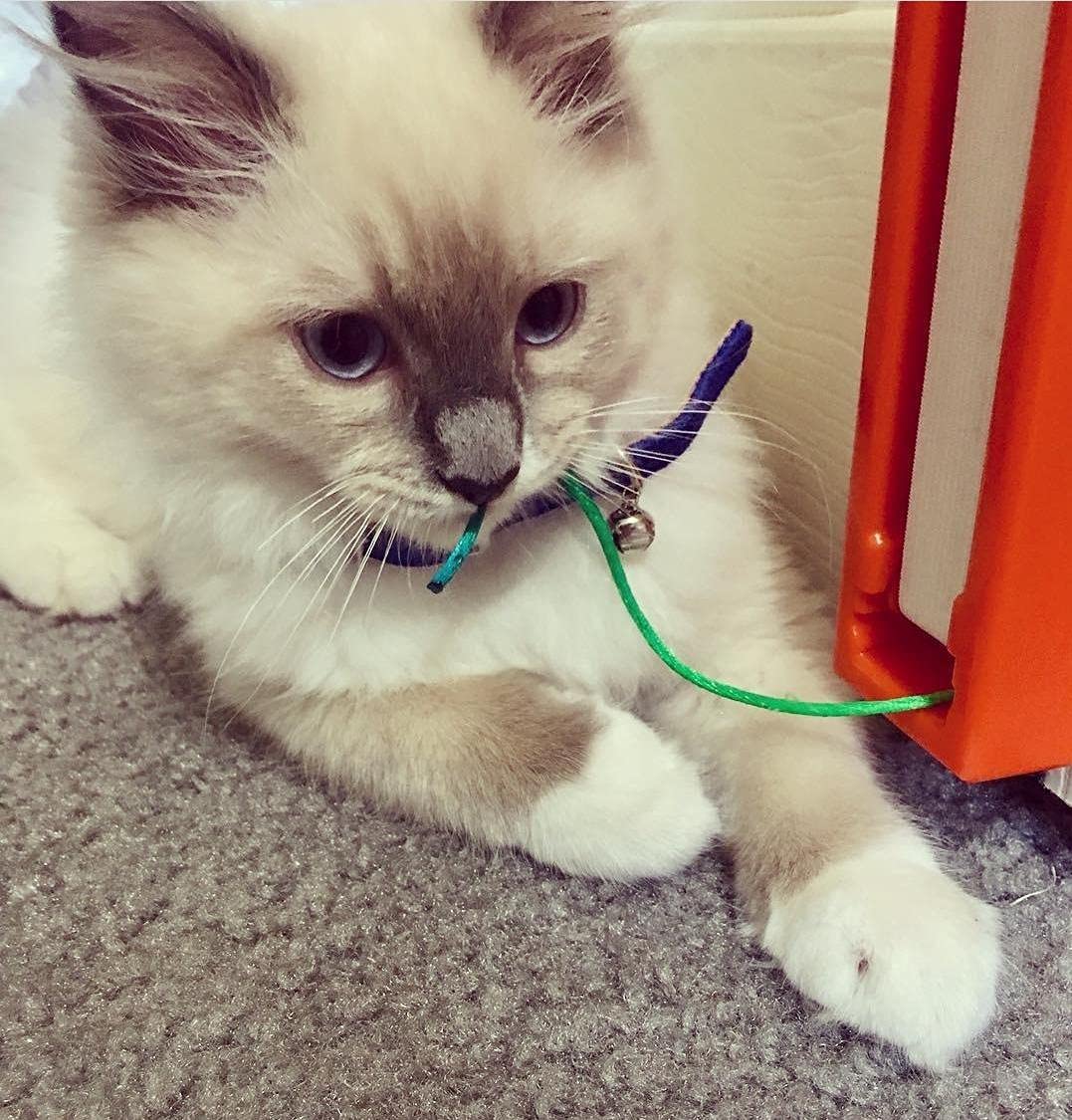 Moody Pet Fling-AMA-String Cat Toy, Orange, 1 Count - Interactive Play for Cats, Durable Fun, Perfect for Indoor Playtime