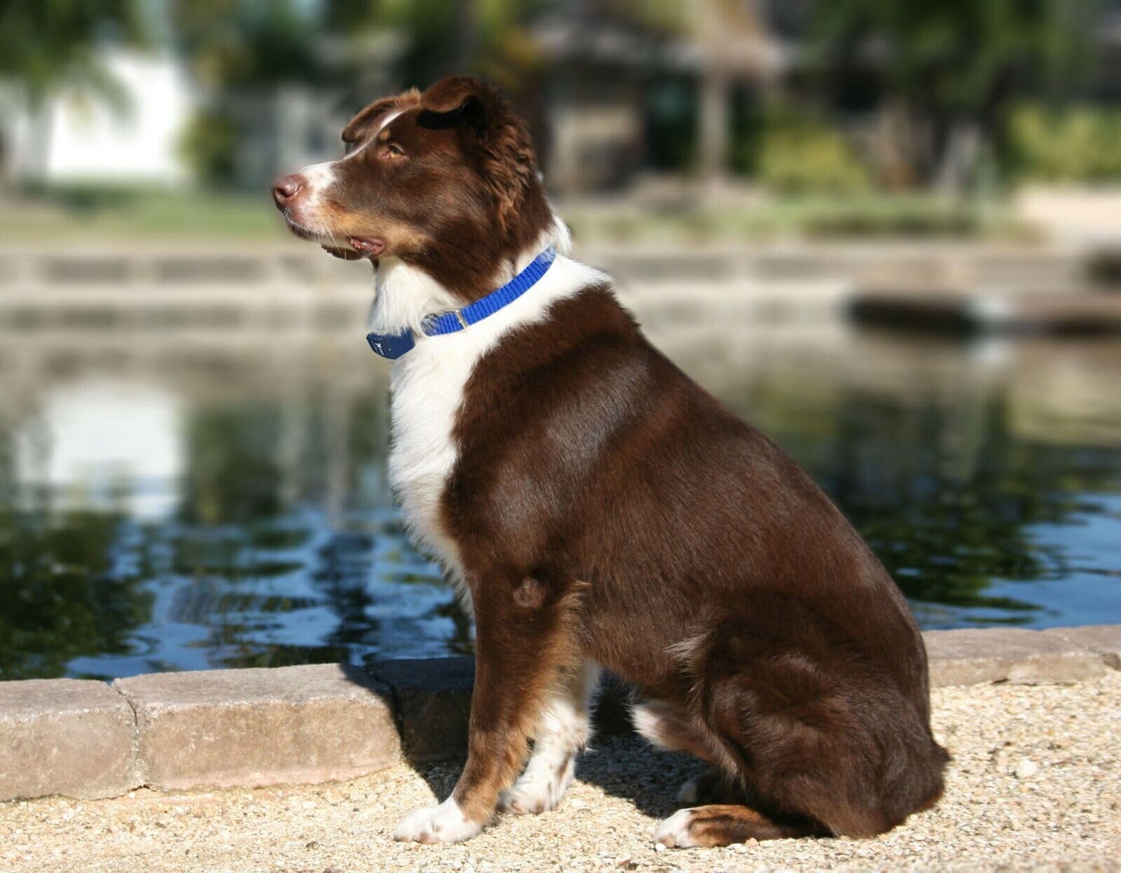 Underground Electric Pro-Grade Dog Fence Kit - Stubborn Dog Training Collar With 1000' Boundary Wire | 9 Levels Of Correction Fo