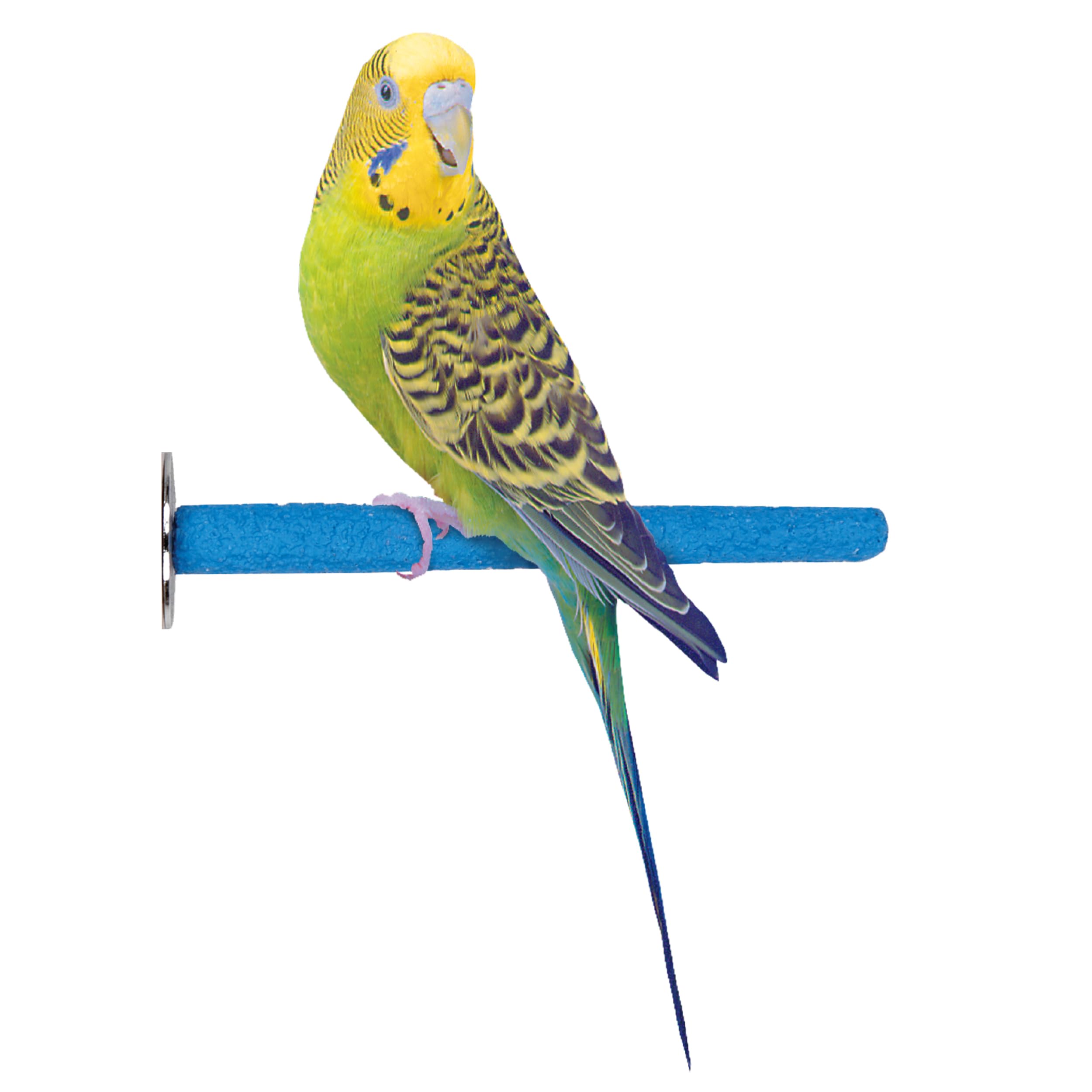 Penn-Plax Bird-Life Cement Trimmer Bird Perch – Naturally Trims Nails & Beak – Great For Parakeets, Lovebirds, Parrotlets, Cockatiels, And Other Medium Birds – 7” Long