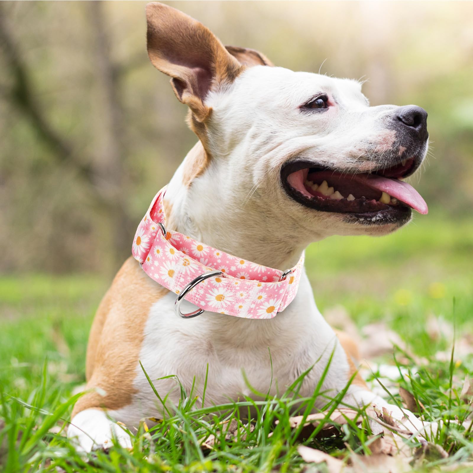 Wide Martingale Collar For Dogs -1.5 Inch Dog Training Collar - Big, & Thick Dog Collar - Escape-Proof, Durable And Comfortable