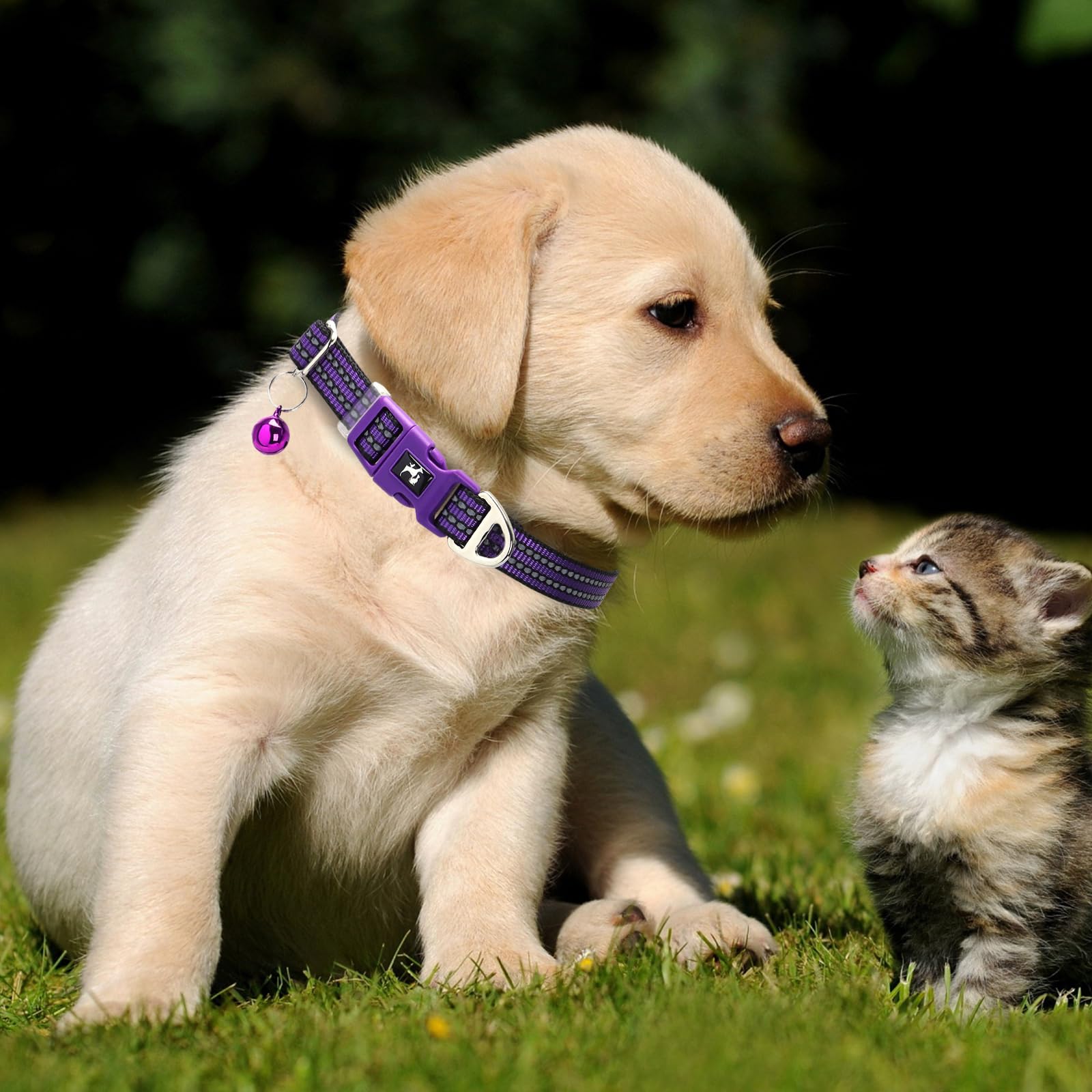 Onefojojo Reflective Dog Collar With Bell - Adjustable Nylon Puppy Collar For Small Dogs, Chihuahua Pomeranian - Night Safety (P