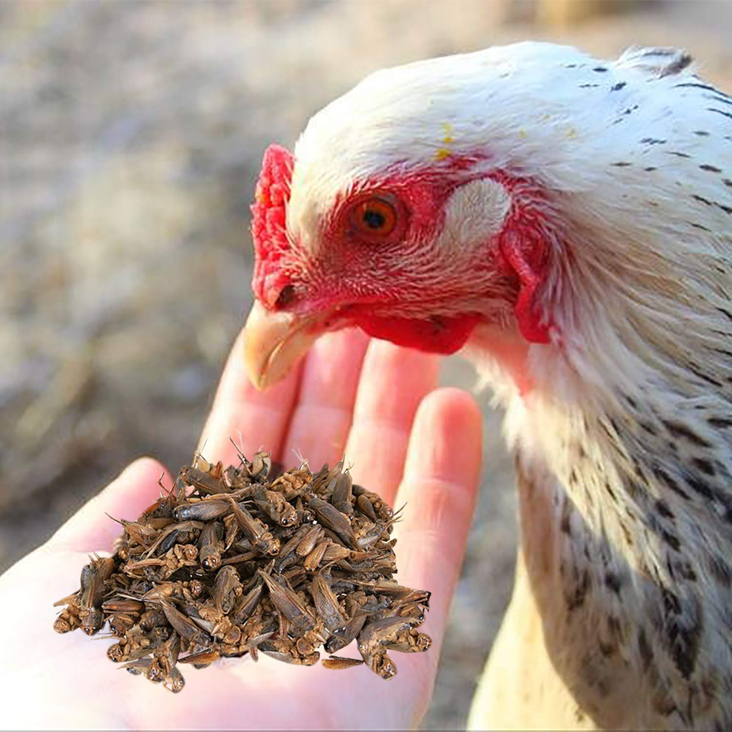 Dried Crickets (2.2 lb.) - High Protein Insect Treat - Chickens, Wild Birds, Hedgehogs, Bluebirds, Reptiles, Sugar Gliders, Opos