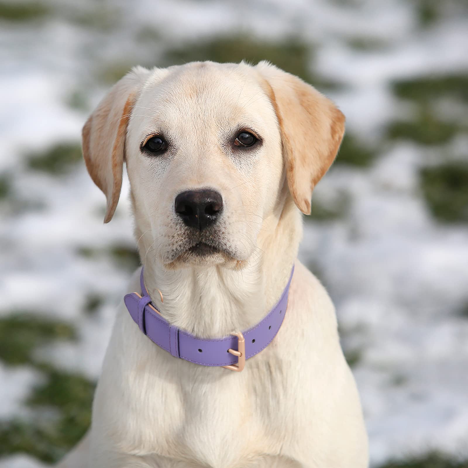 WHIPPY Leather Dog Collar - Adjustable, Soft, Waterproof, M (Neck 16"-20"), D-purple