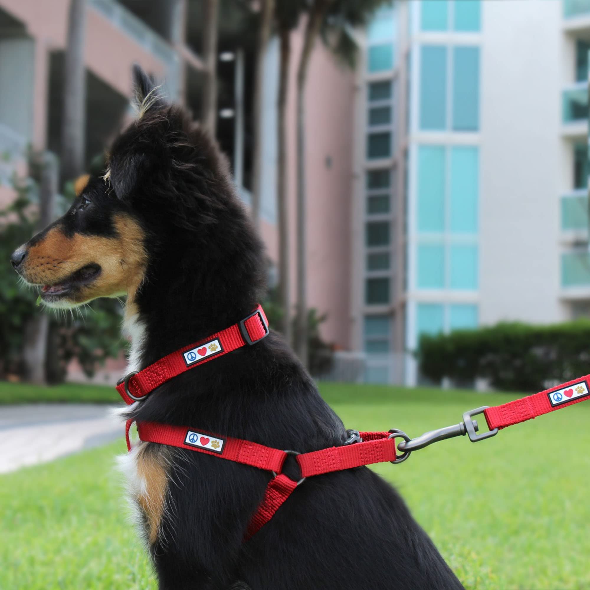 Pawtitas Solid Color Step in Dog Harness or Vest Harness Dog Training Walking of Your Puppy Harness Small Dog Harness Orange Dog