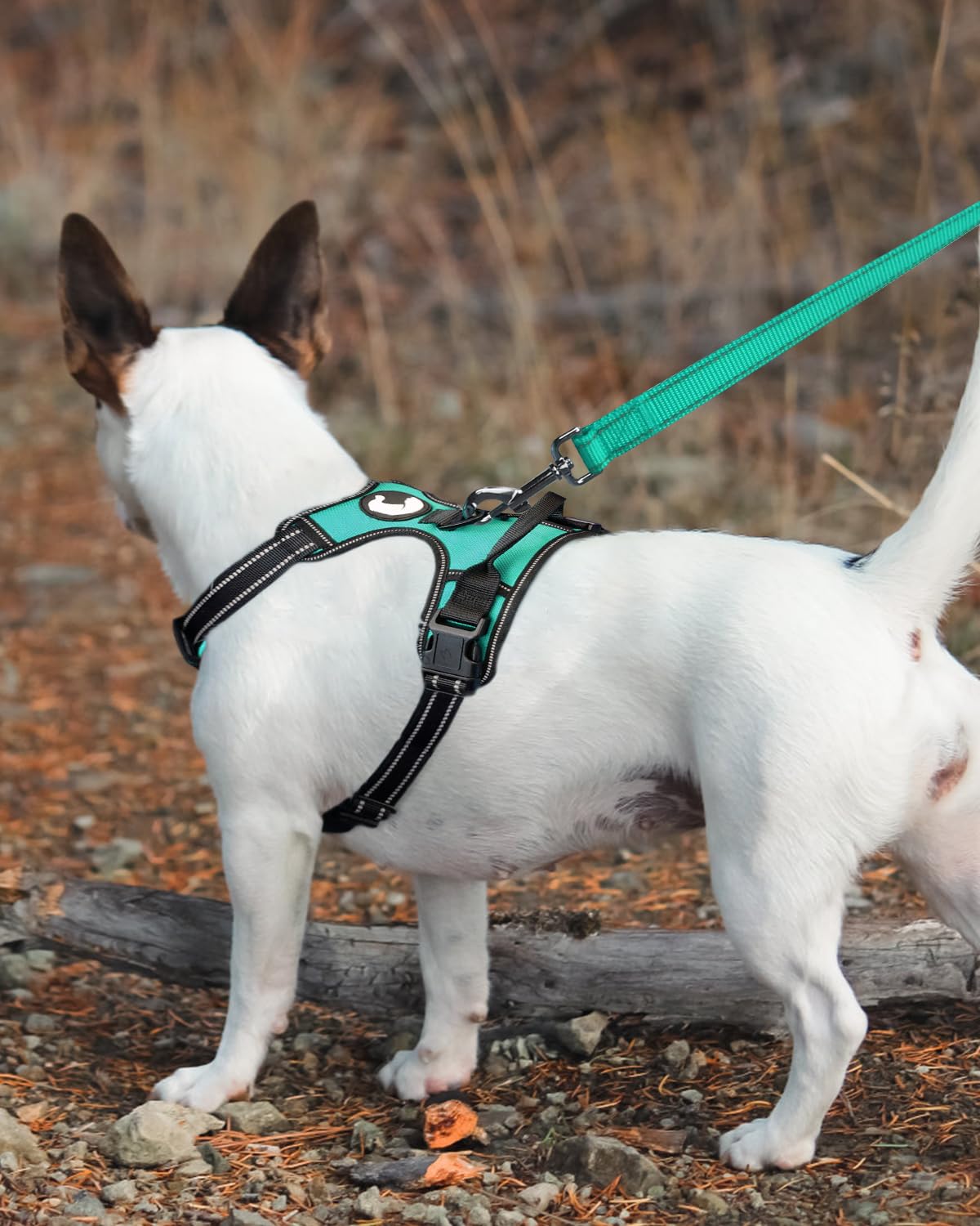 Joytale Double-Sided Reflective Dog Leash, 6 Ft/5 Ft/4 Ft, Padded Handle Nylon Dogs Leashes For Small & Medium Dogs Walking, Teal, 5Ft