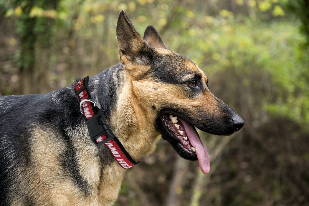 Nba Miami Heat Dog Collar, Size Medium. Best Pet Collar For All Sports Fans