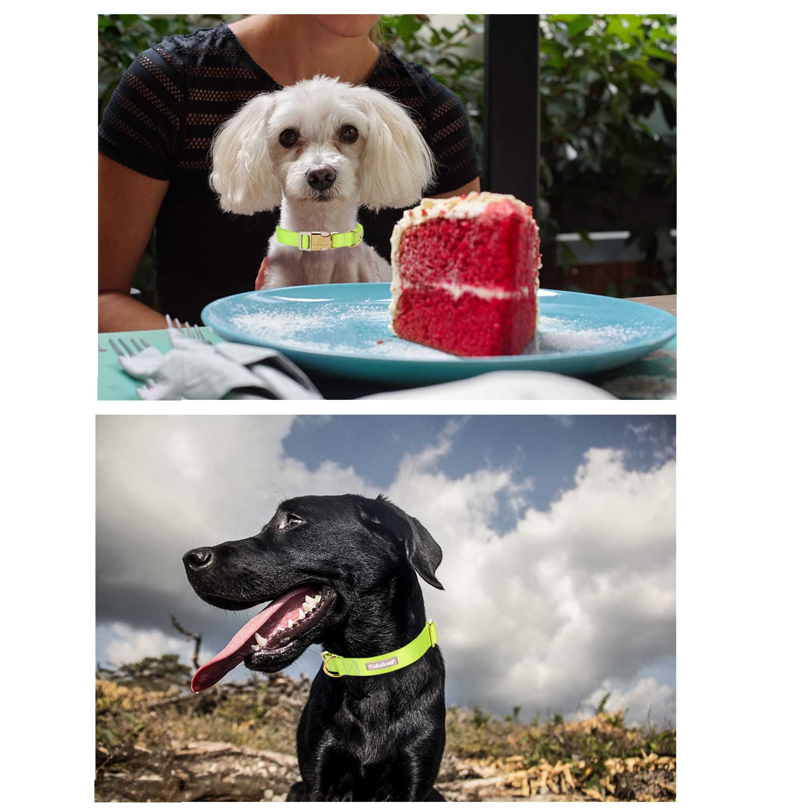 Babole Pet Nylon Dog Collar - Adjustable Fluorescent Green Soft Webbing Dog Collars For Small Medium Large Dogs Boy Girl Puppy C