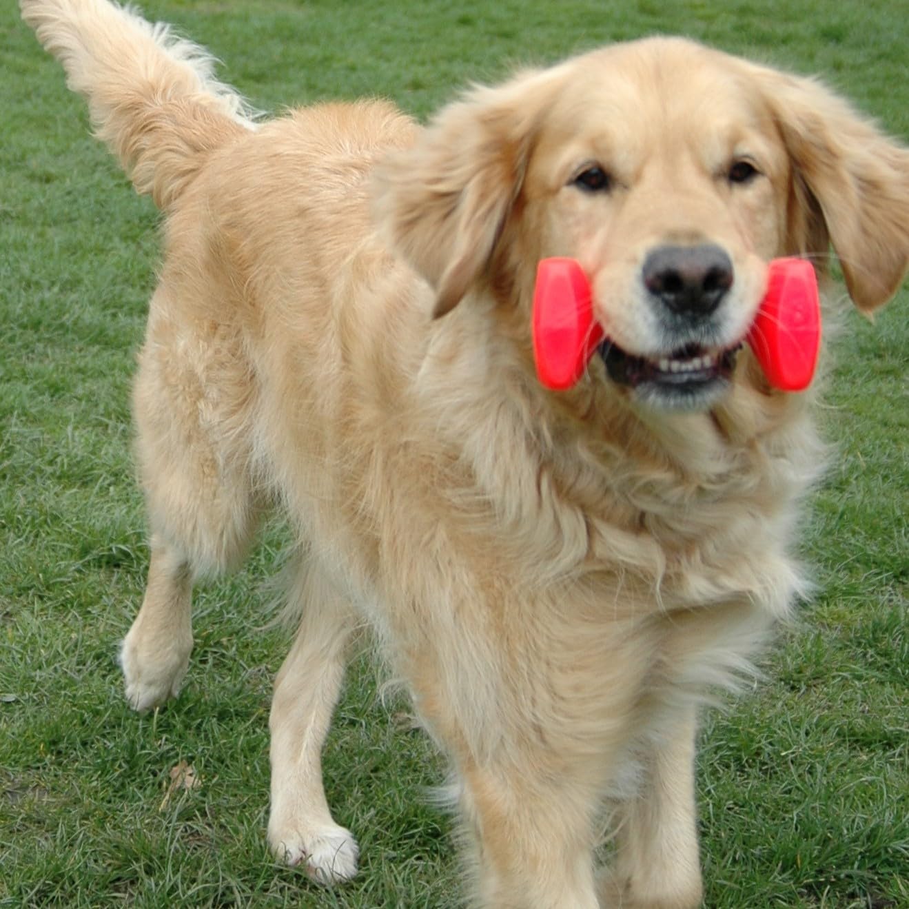 Coa Training Dumbbell, Medium