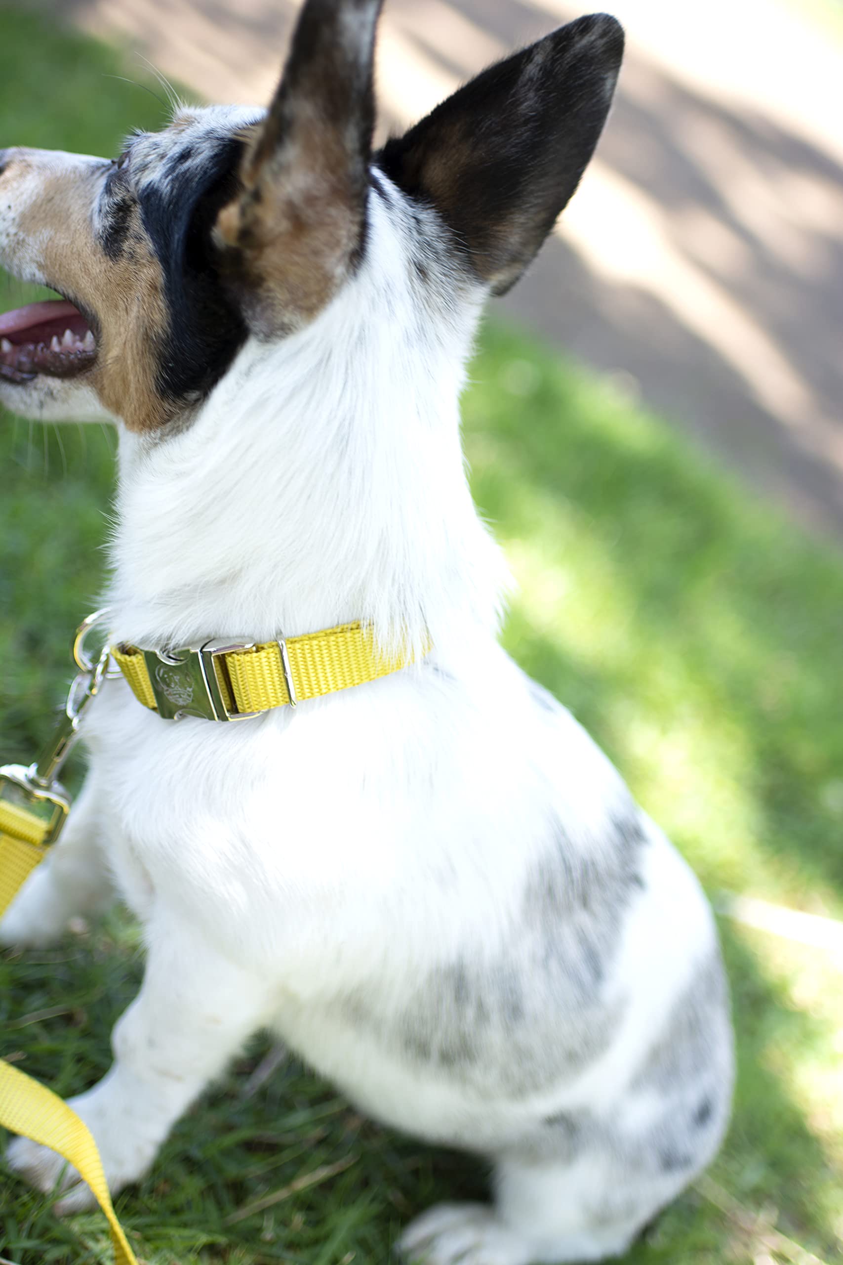 Country Brook Design - Vibrant 30+ Color Selection - Premium Nylon Dog Collar With Metal Buckle (Extra Large, 1 Inch, Gold)