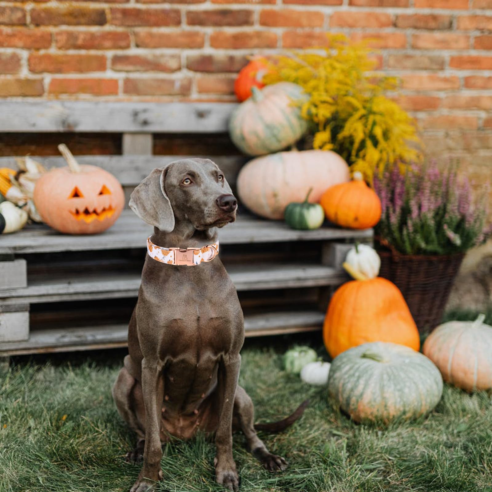 Lionheart Glory Dog Collar Halloween Collar Dog Fall Dog Collars, Adjustable Heavy Duty Dog Collar For Large Dogs Pumpkin Collar Dog