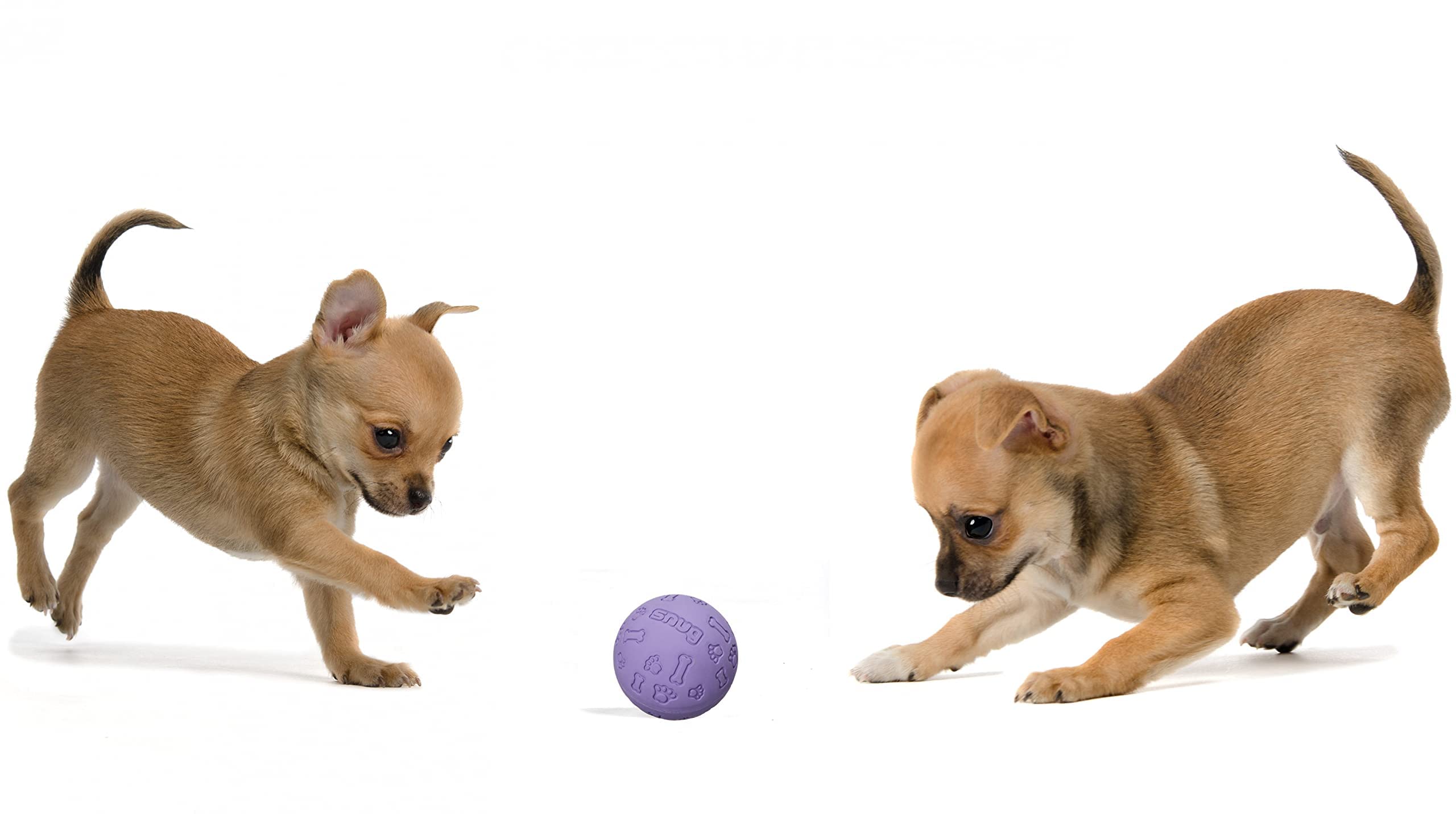 Snug Rubber Dog Balls - Indestructible Tennis Size for Small/Medium Dogs - Chic (3 Pack)