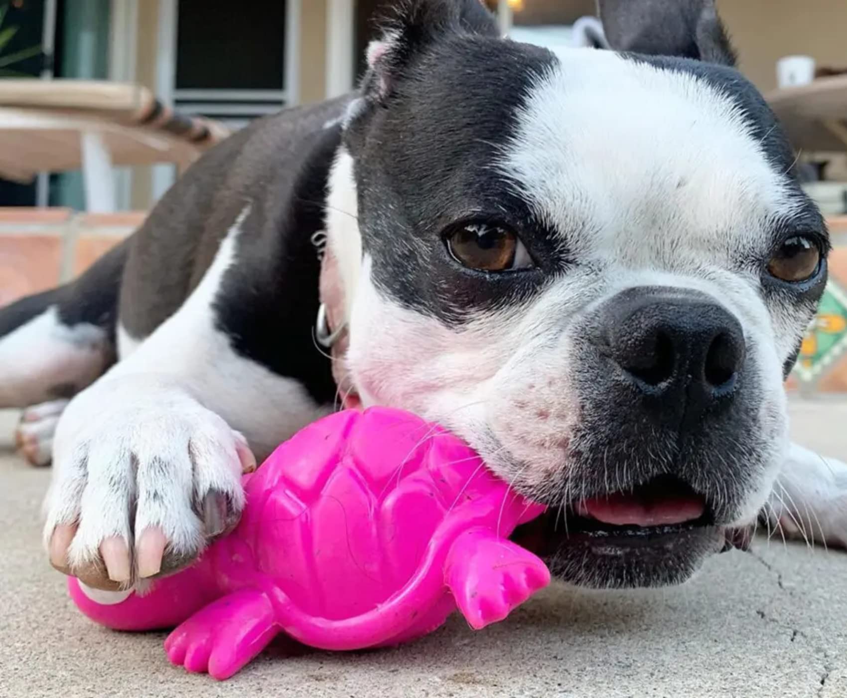Cycle Dog Small Fuchsia 3-Play Turtle Dog Toy with Ecolast Recycled Material - Tough & Sustainable Chew Toy for Dogs & Puppies/T