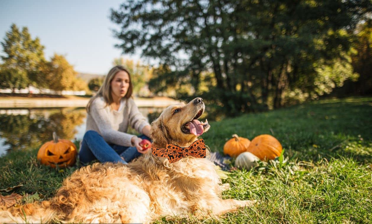 Lionet Paws Halloween Dog Collar With Bowtie - Cute Cotton Adjustable Fall Bowtie Dog Collar With Metal Buckle For Small Medium