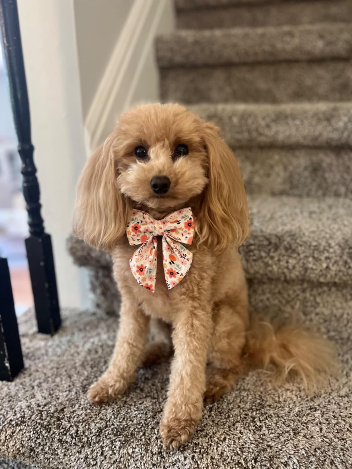 Lionet Paws Design Dogs Collar Cute Flower Sailor Bow Dog Collars For Girl Female Small Medium Dogs With Summer Floral S