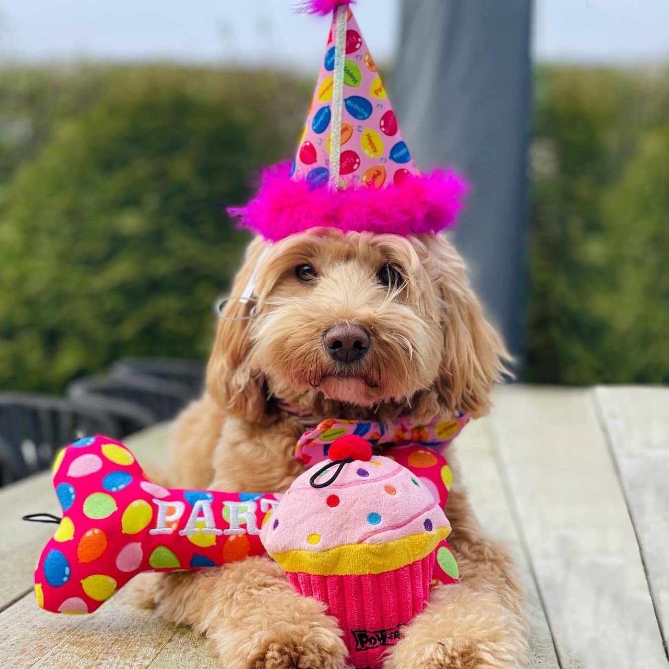 Huxley & Kent Pet Party Hat | Pink Party Time (Large) | Birthday Hat For Dogs And Cats | Adjustable Strap For Comfort And Stabil