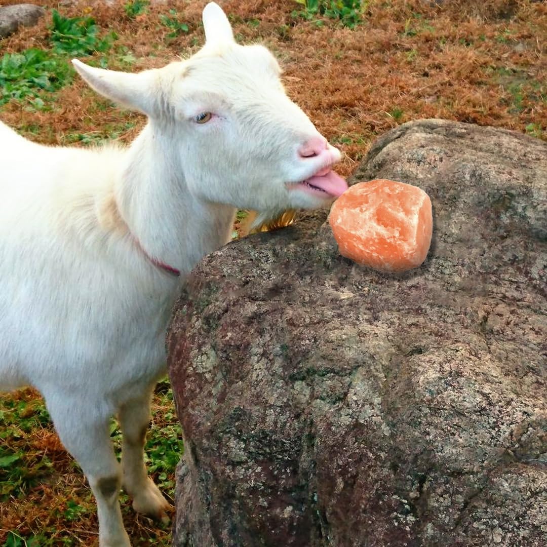 Himalayan Salt Licks for Horses, 4-6 LBS with Rope Deer and Sheep, Pack of 4 Treats