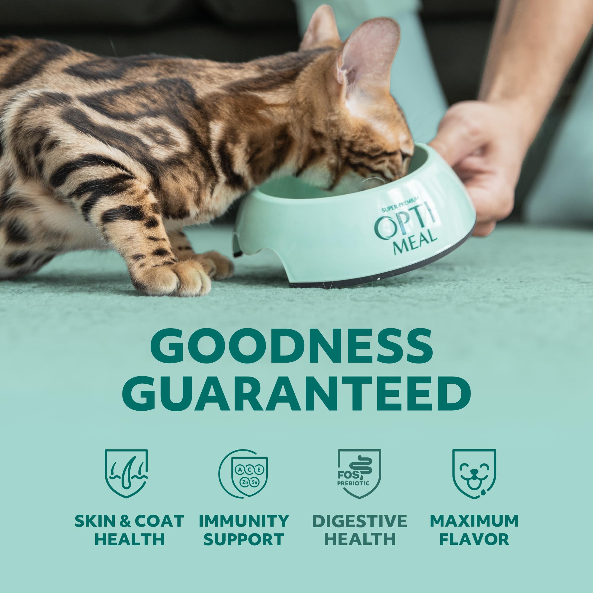 Optimeal Grain-Free Wet Cat Food Pouches - Shrimp & Salmon in Savory Gravy, High Protein & Moisture-Rich Tender Morsels, Indoor