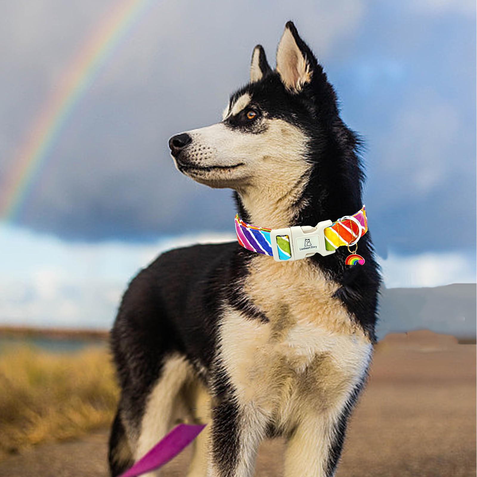 Lionheart Glory Rainbow Pattern Dog Collar-Colorful Dog Collars Heavy Duty Adjustable Pride Collars For Medium Dogs Pet Gift Sum