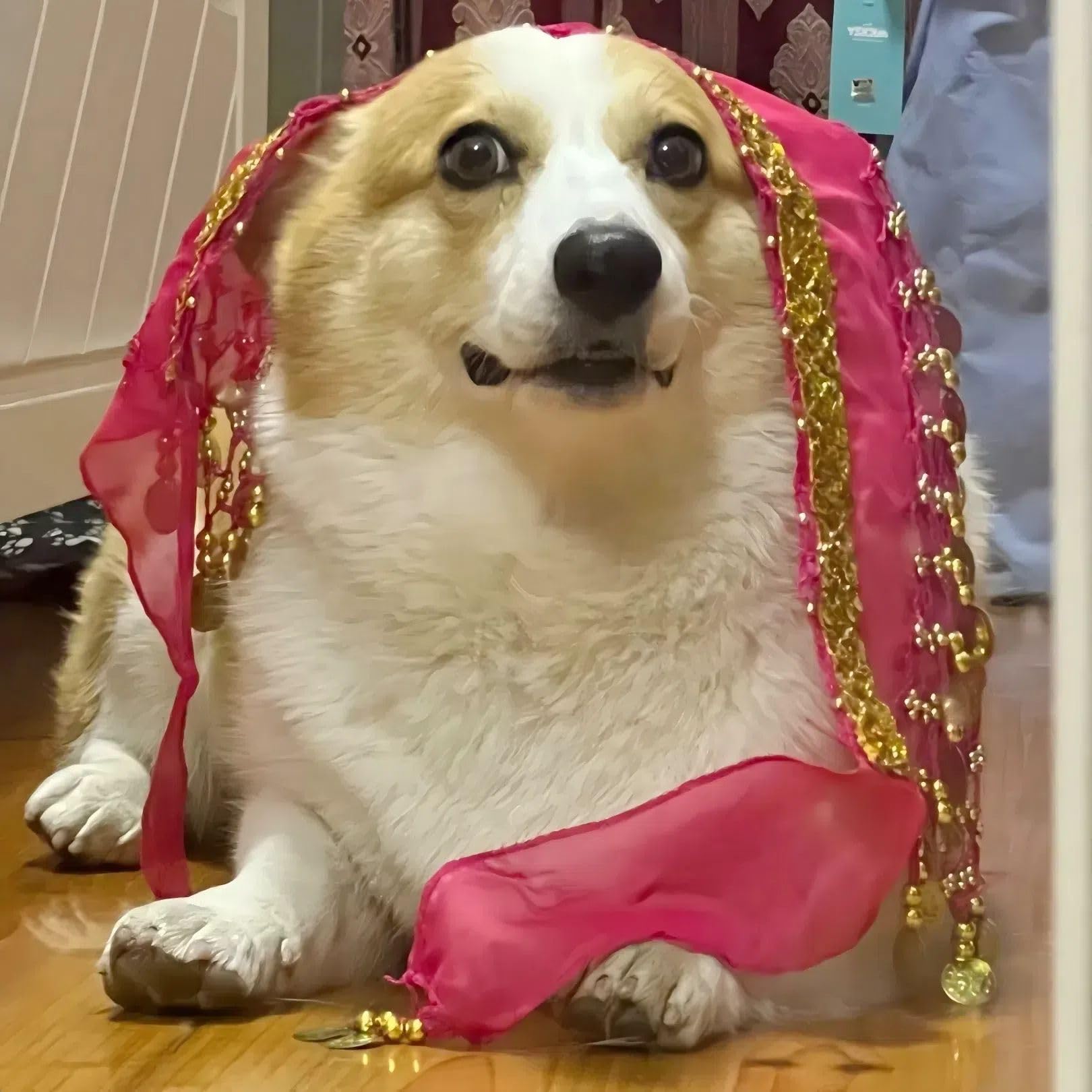 Chowone Dogs Belly Dancer Skirt, Waist Chain Hip Curtain Clothes For Corgi Dog Belly Dance Style With Sequin, Puppy Hip Shaking