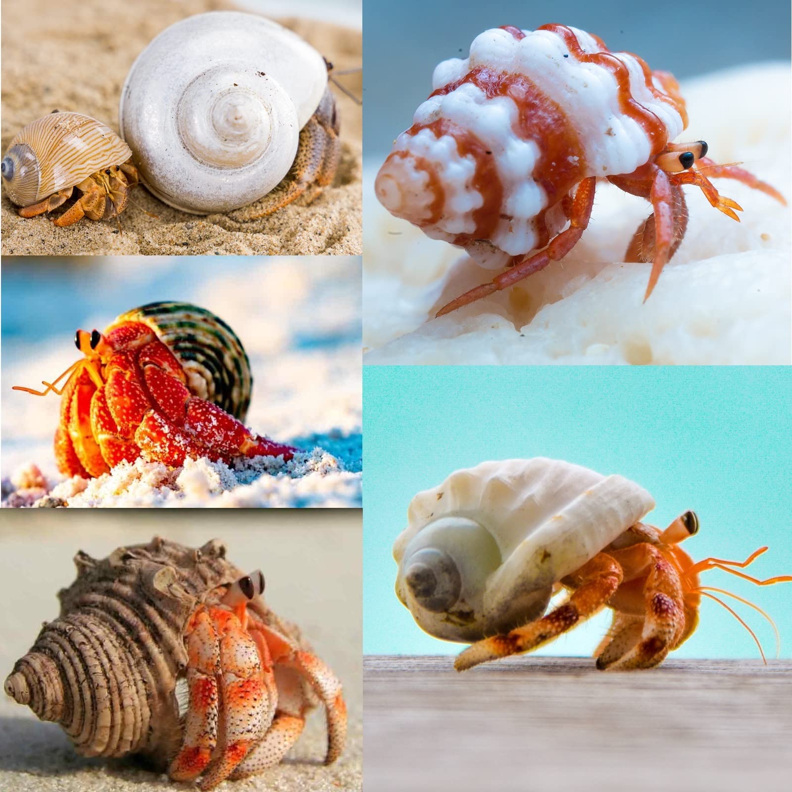 15Pcs Hermit Crab Shells (7 Types) Natural Hermit Crab Shells, For Small To Large Hermit Crab Turbo Shells Hermit Crab Supplies