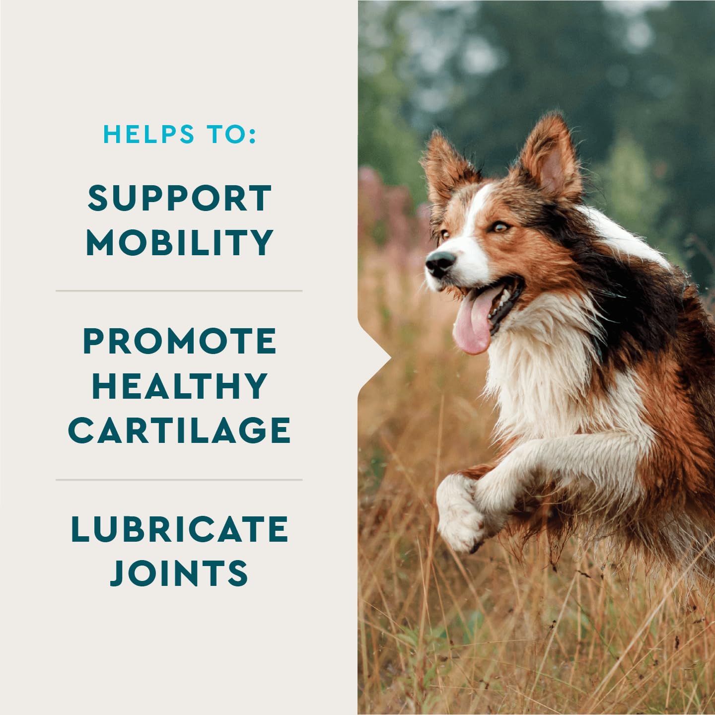 VetIQ Hip & Joint Health Supplement for Dogs, with Glucosamine, Chondroitin & MSM, Chewable Tablets for Dogs, Chicken Flavor, 60