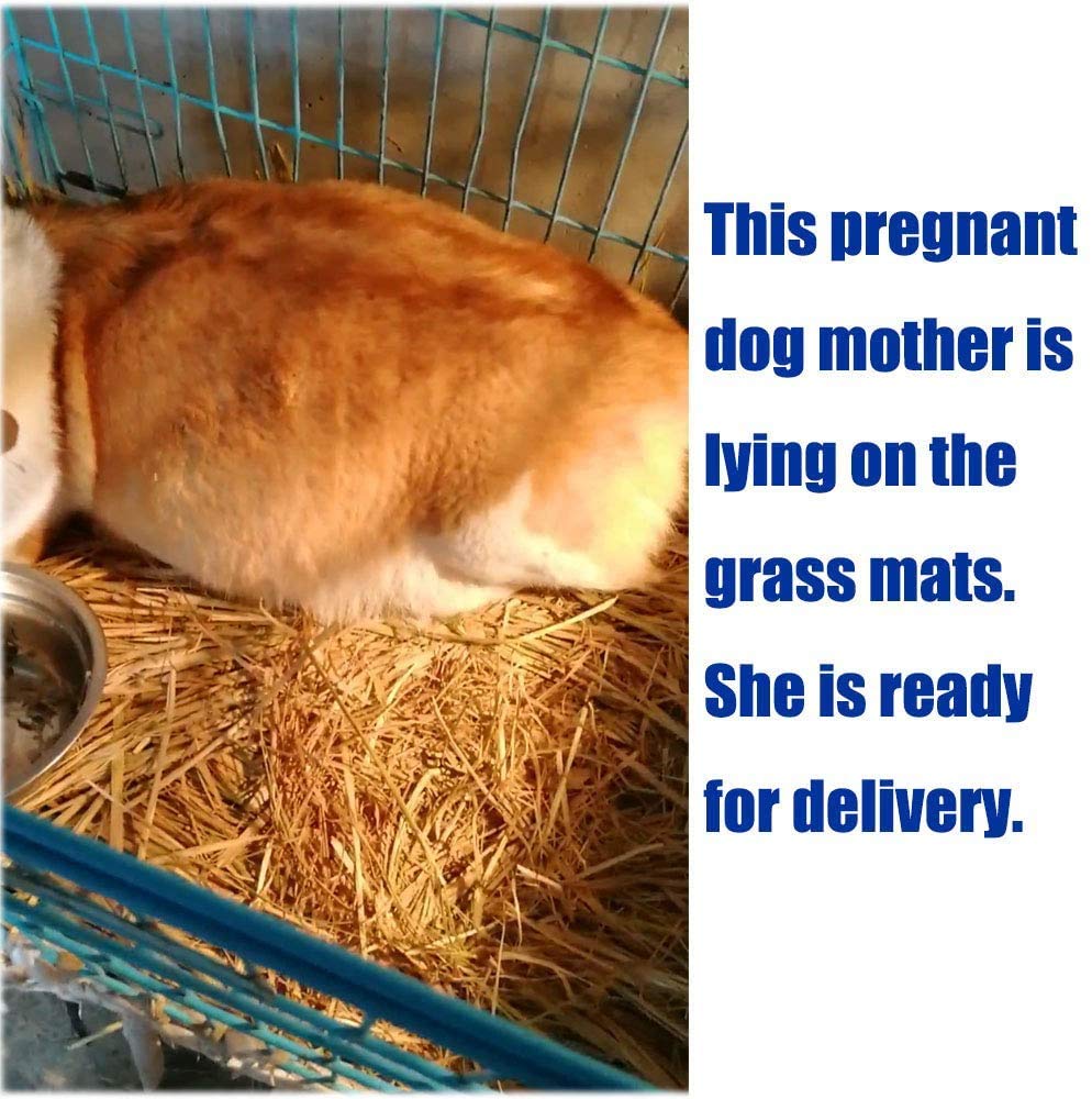 Grass Mat For Rabbit Bunny Chew Toys Woven Bed Mat For Guinea Pig Chinchilla Squirrel Hamster Cat Dog And Small Animal (12Pcs Gr