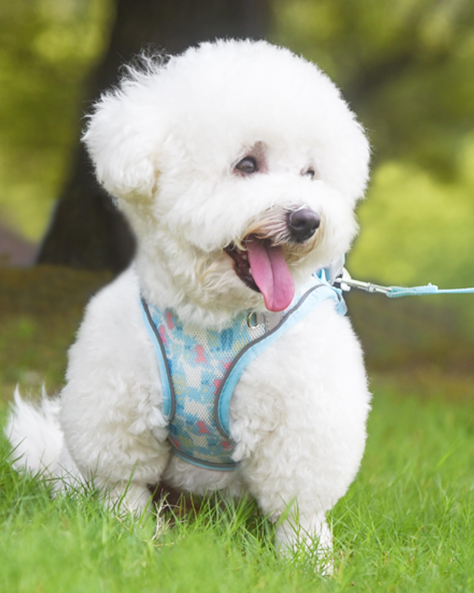 Aecllcea Cat And Dog Harness - No Pull, Step-In Design For Small To Medium Dogs, Puppy To Xs, Xxs Sizes (Blue)