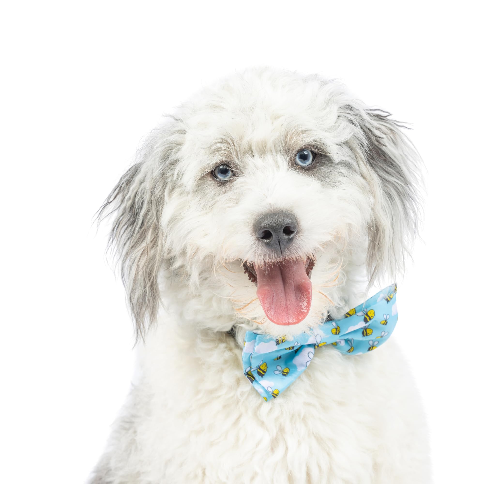 Huxley & Kent Bow Tie For Pets - Busy Bees (Small) - Bow Tie Collar Attachment - Fun Bow Ties For Dogs & Cats - Cute, Comfortabl