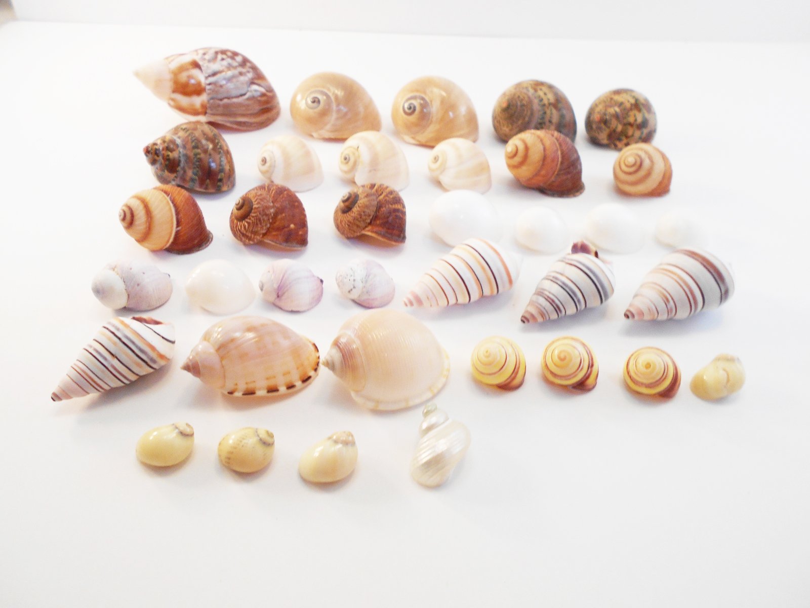 FSG - Select 35 Hermit Crab Shells Assorted Changing Seashells Small 1/2-2 Size (Opening Size 1/4 - 1) Beautiful
