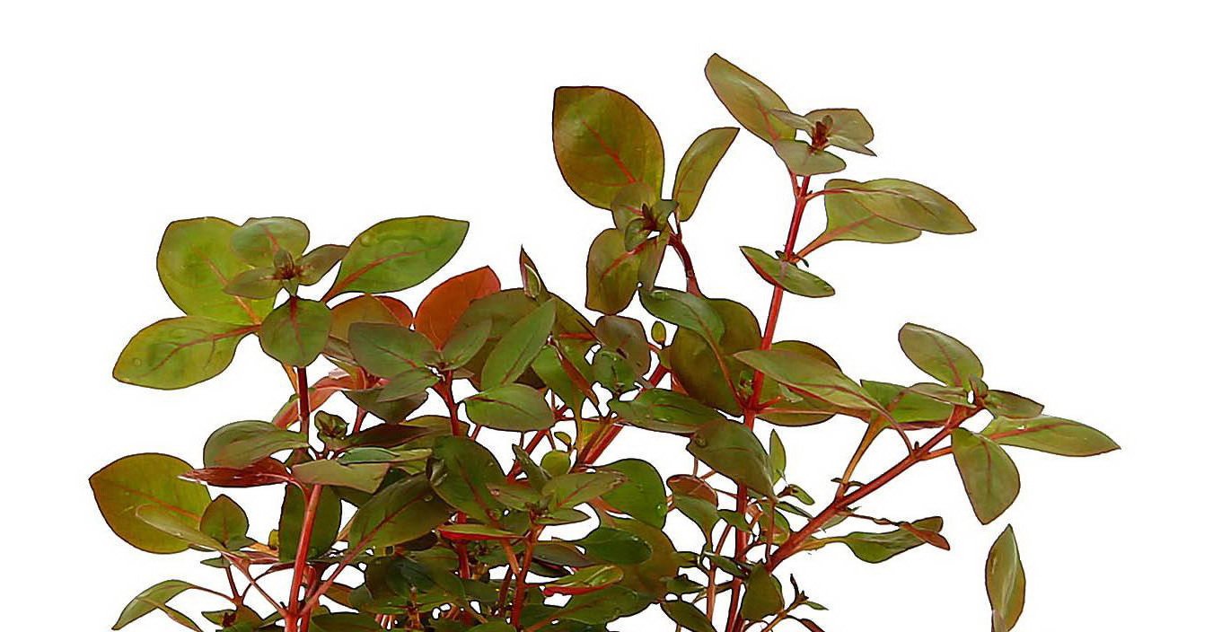 New Ludwigia sp. Mini Super Red Live Aquarium Freshwater Plants Rare Repens Rubin