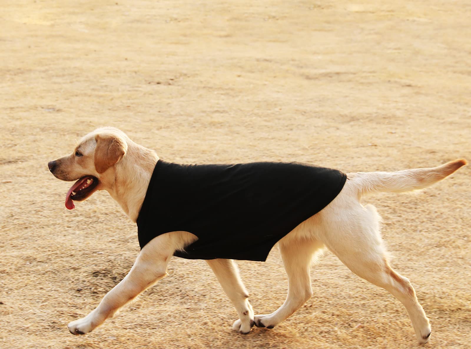 Sychien Dog Blank Shirts,Large Cool Clothes For Boy Girl Dogs,Pet Cotton Stretchy Lightweight Tee Shirt,Black Grey Xxl