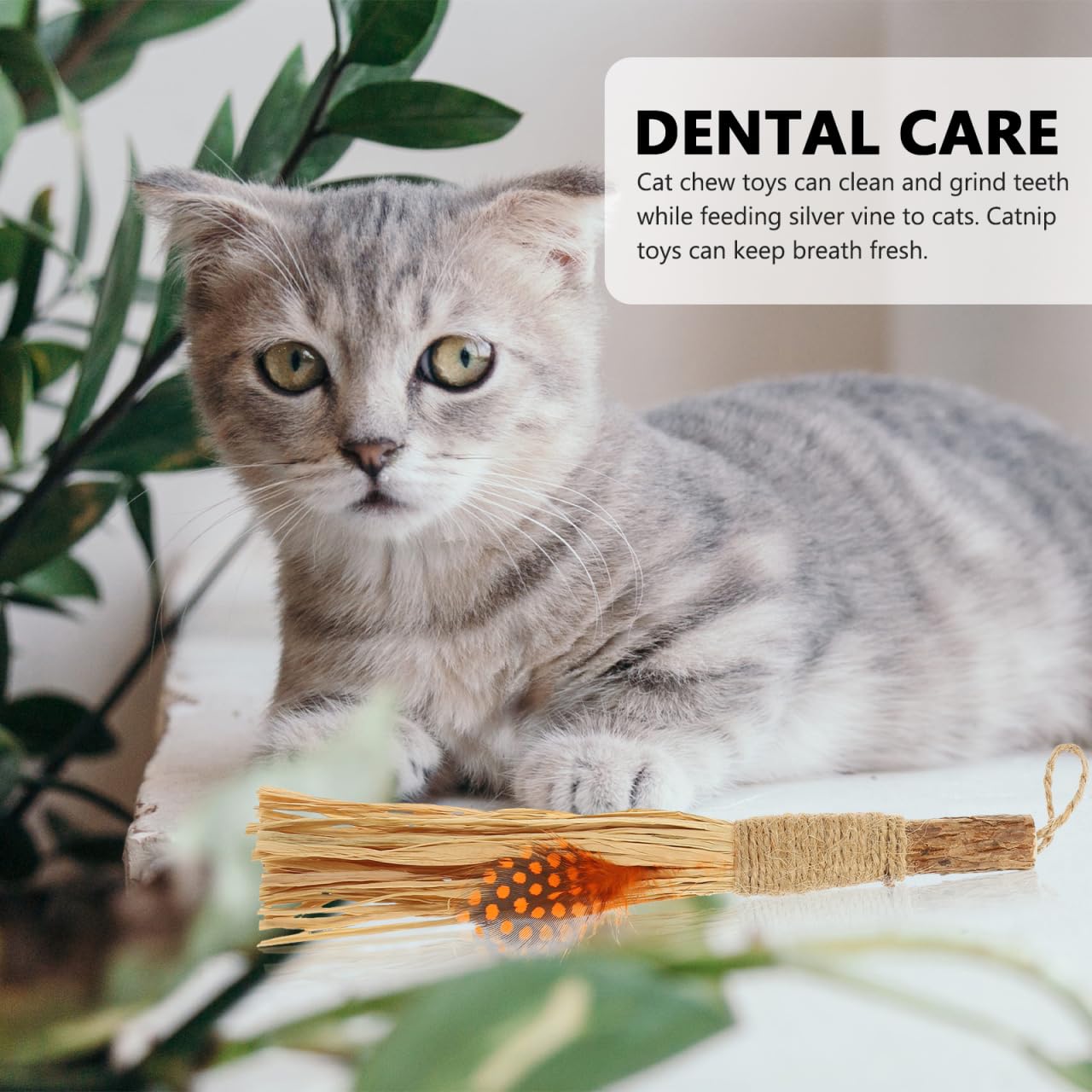 balacoo Silvervine Sticks for Cats: 4pcs Natural Chew Toys for Cats Kitten Chew Toys Teething 2 Types Kittens Teeth Cleaning Cat