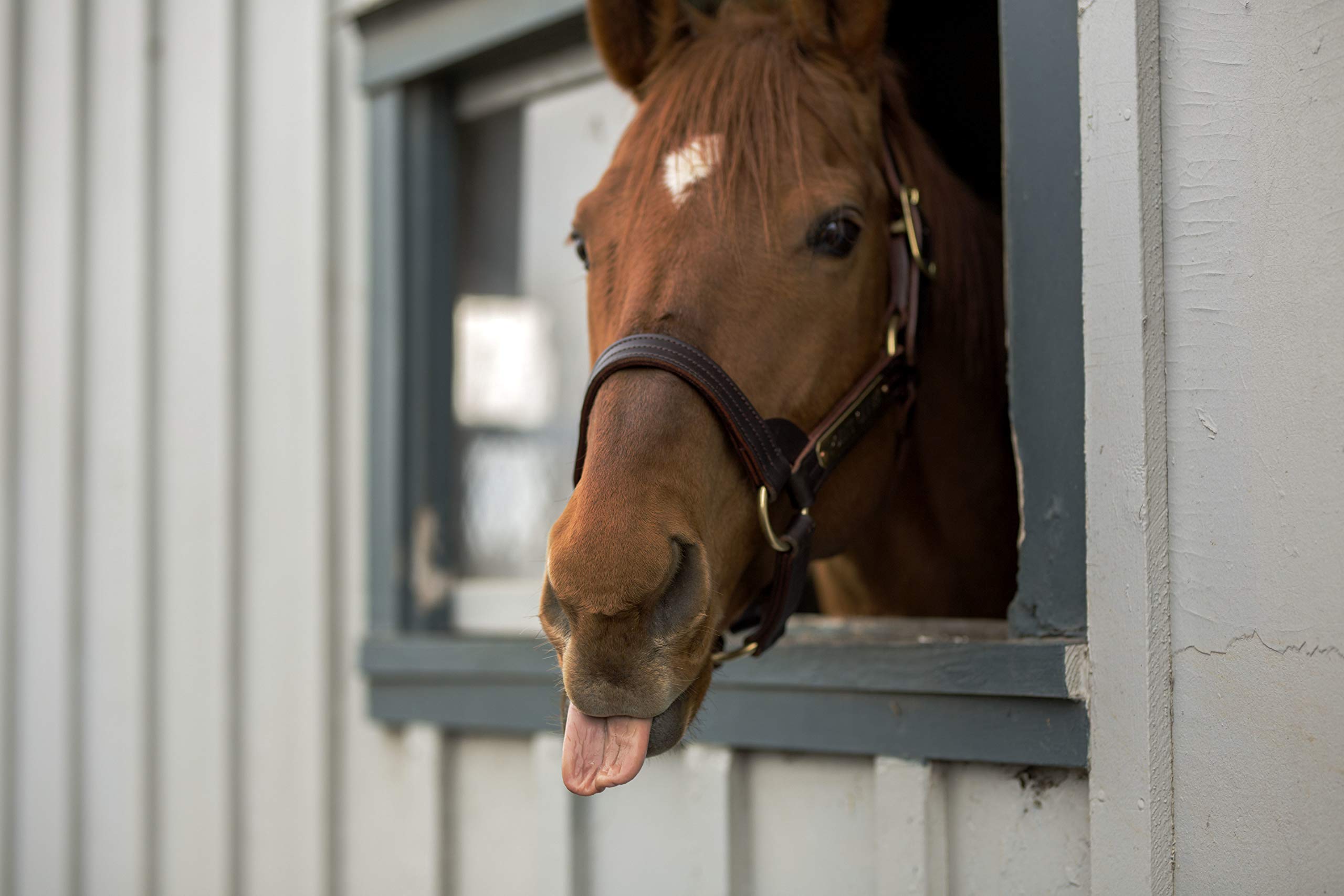 Intrepid International Magic Horse Brush, For Horse Grooming Kit W/Durable Plastic Bristles, Horse Brushes For Grooming, Removes Dirt, Sweat, Grime, Black