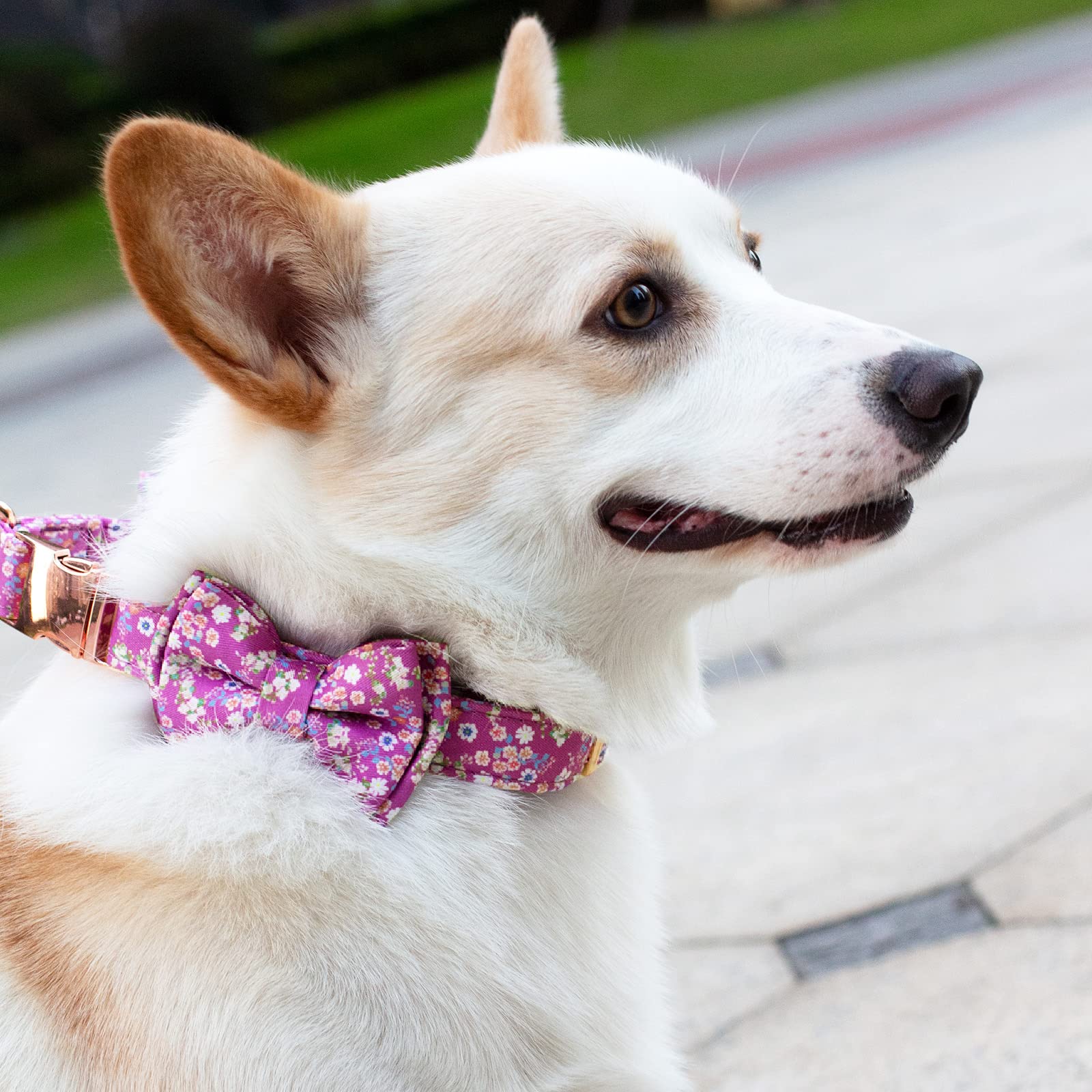 HSIGIO Dog Collar and Leash Set Girls Adjustable Puppy Collars with Floral Bow Tie for Small Medium Large Female Dogs, Purple, M
