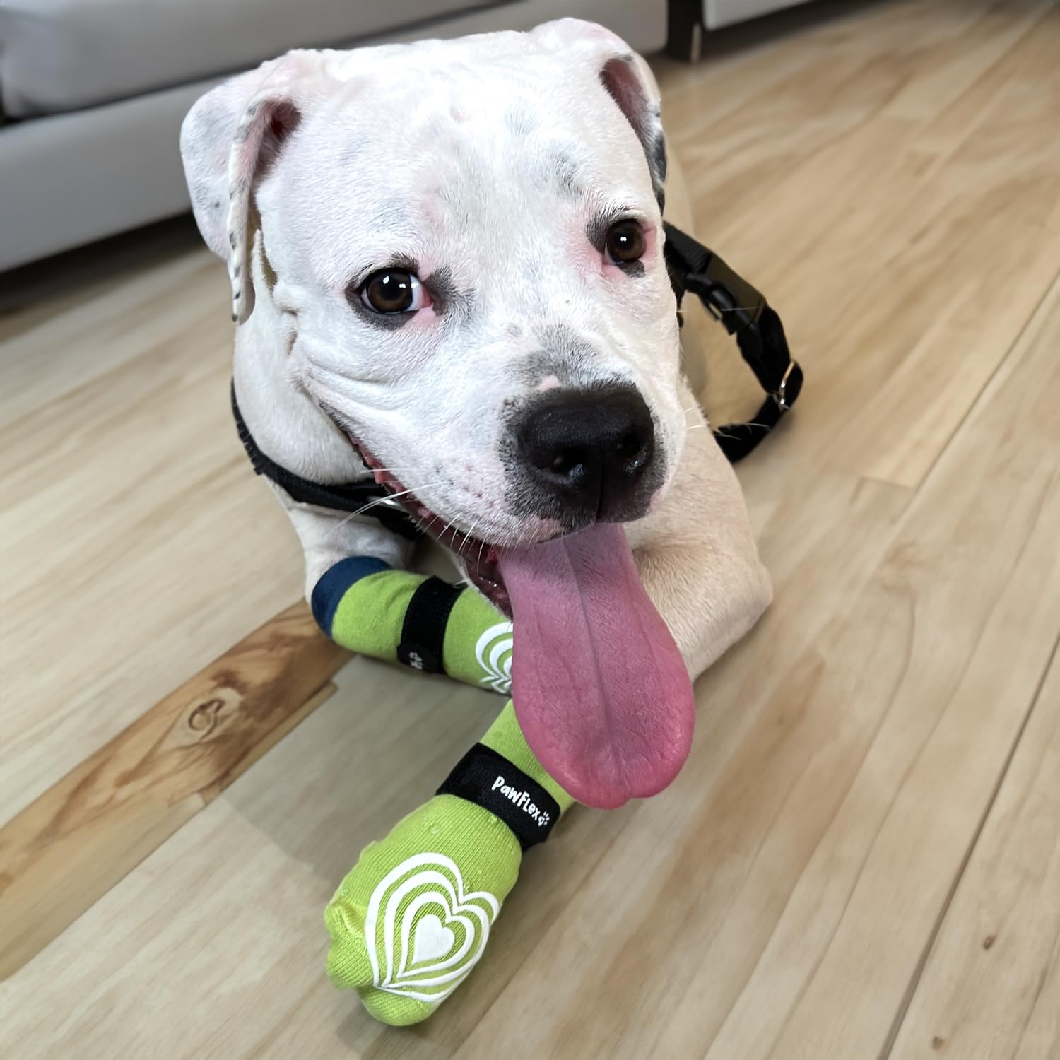 PawFlex Non-Slip Cotton Dog Socks for Seniors | XXS Green | Model PFWBFP12 | Traction Control & Paw Protection