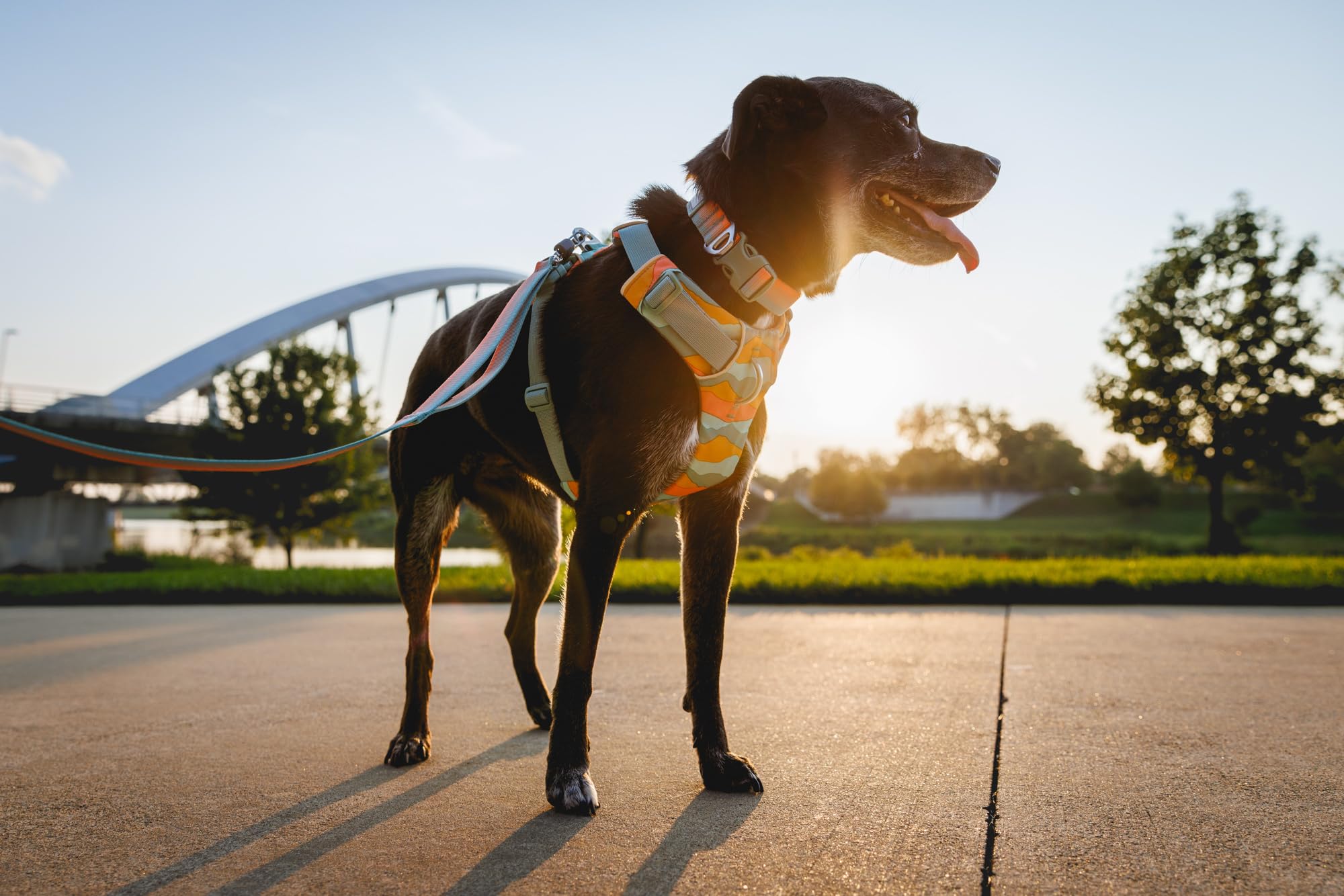 Ruffwear, Front Range Dog Collar, Durable And Comfortable Collar For Everyday Use, Coastal Fade, 11''-14''