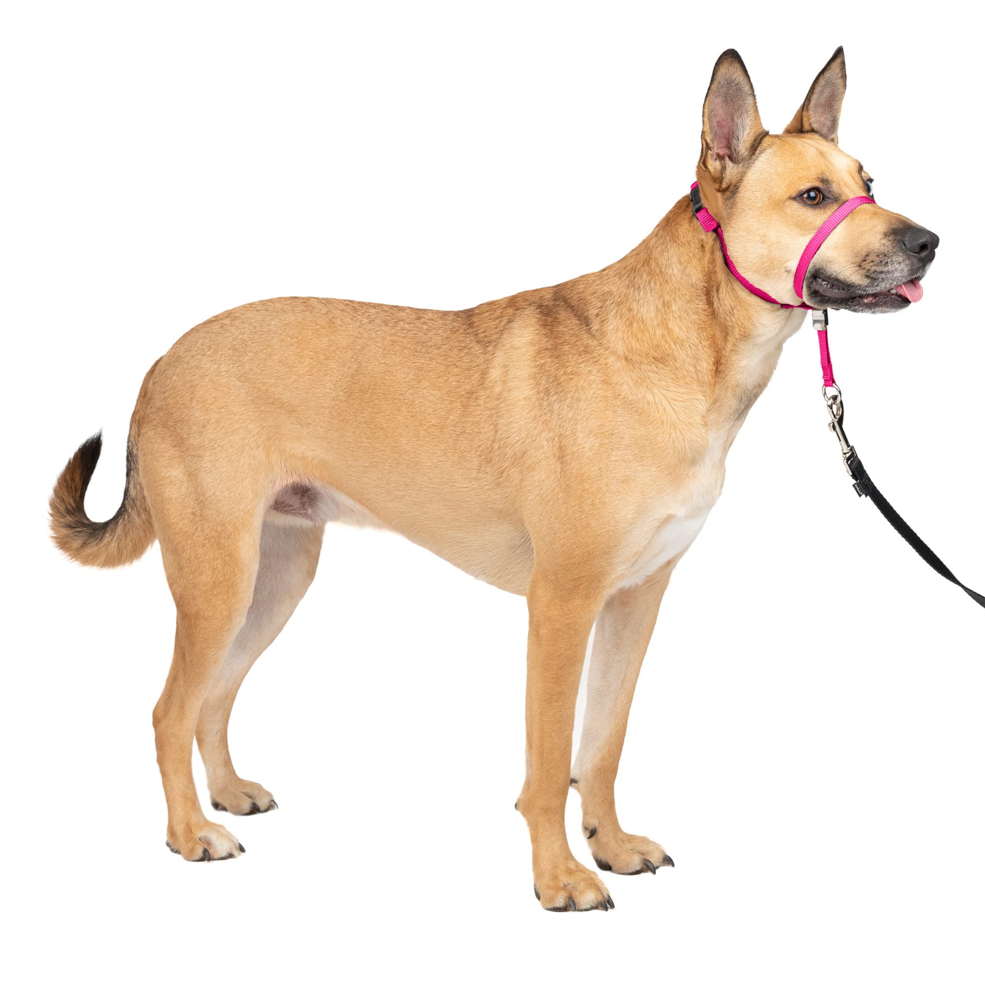 Petsafe Gentle Leader No-Pull Head Collar For Dogs, Dog Head Collar - The Ultimate Solution To Pulling, Padded Nose Loop, Quick-
