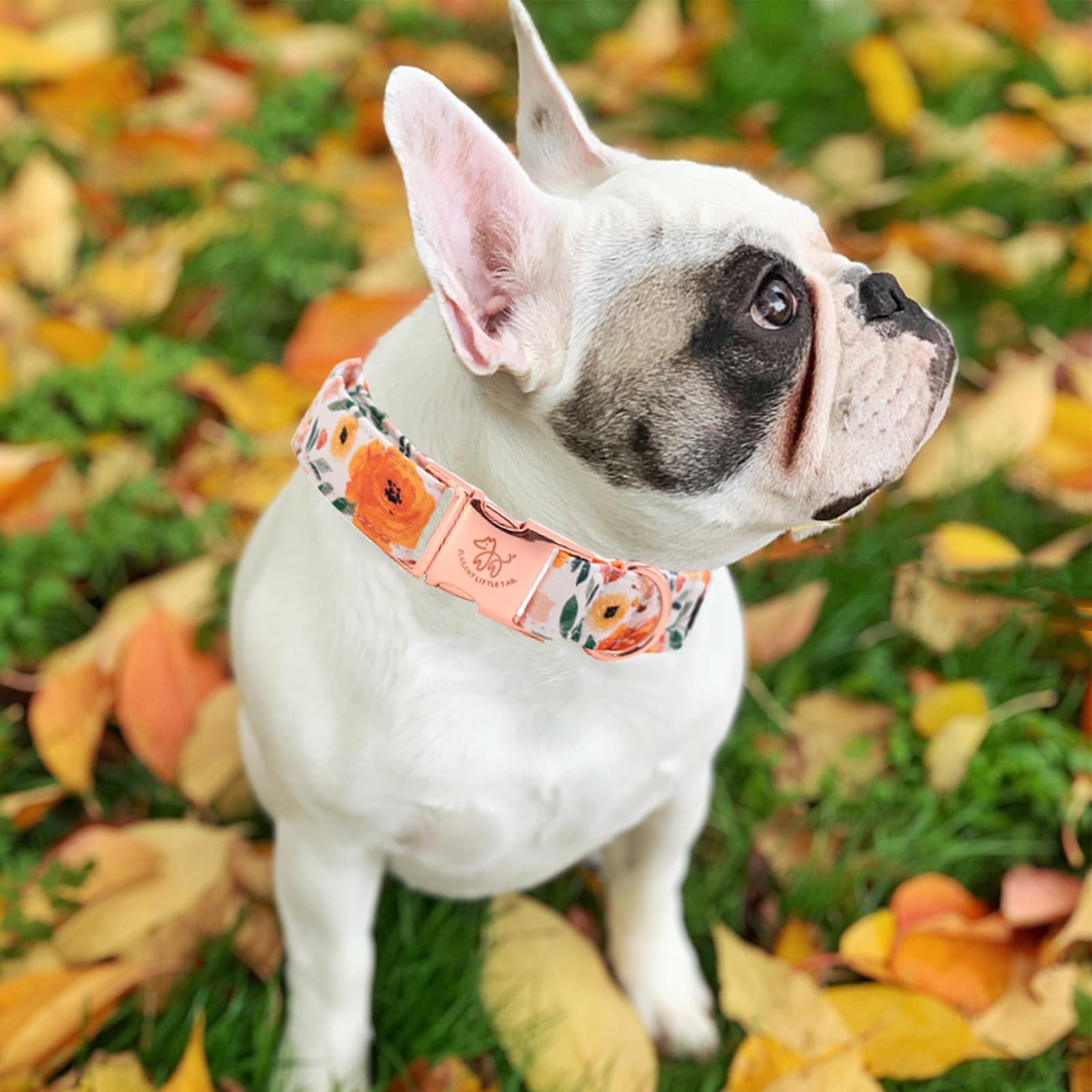 Elegant Little Tail Fall Dog Collar, Pet Collar Durable Orange Floral Dog Collars Male Or Female Holiday Pet Gift Adjustable Dog