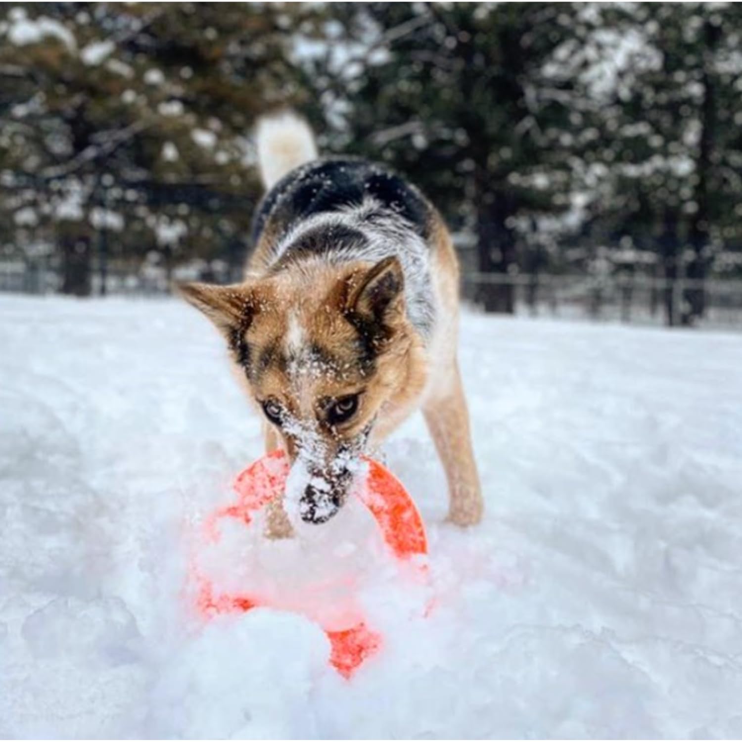 Jersey Dog Co Disc Go Dog Flying Disc, Outdoor Dog Toys, Outside Puppy Toys, Made In The Usa Dog Toys,