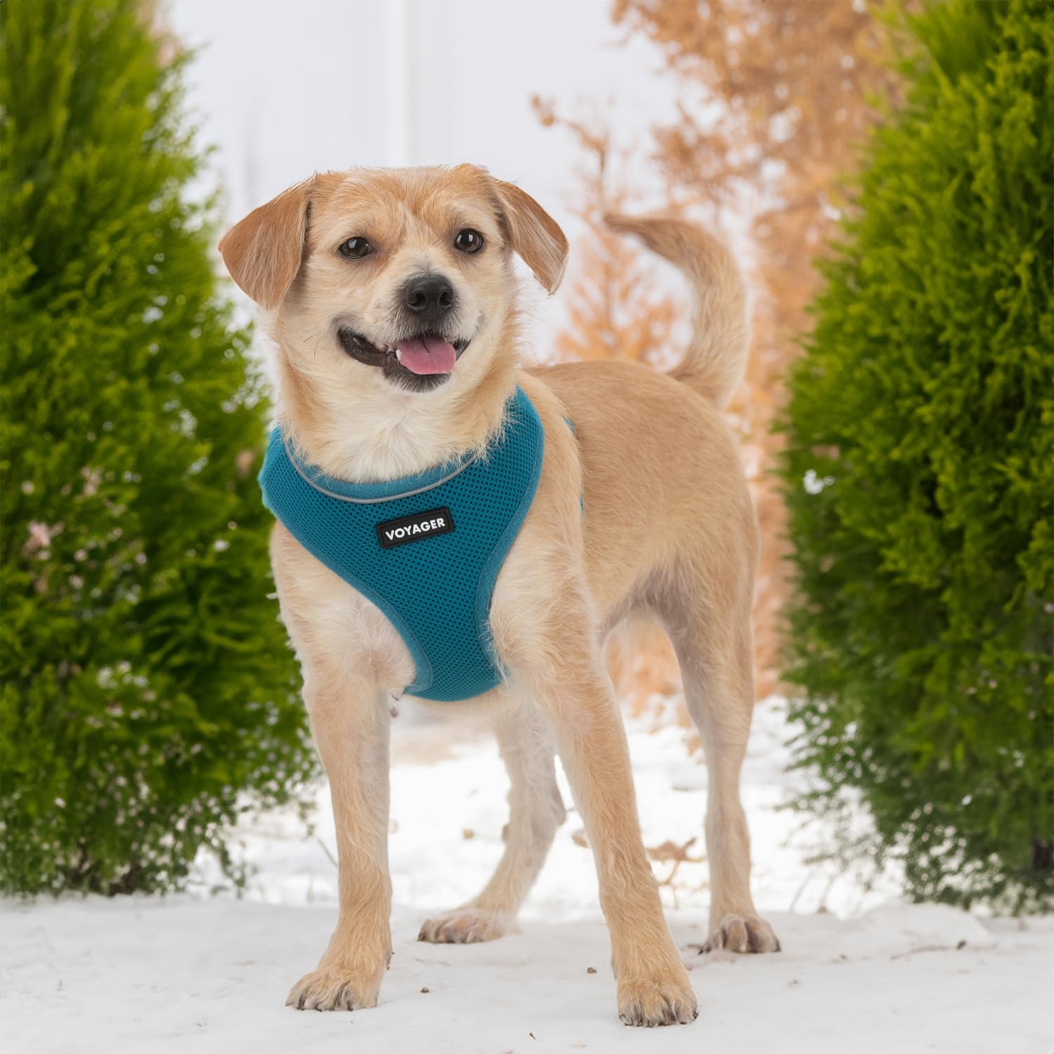 Voyager Aerolite No Pull Mesh Dog Harness With Lightweight, Soft, Breathable, Reflective Stitching, And Adjustable Straps For Walking, Running, Training, Heavy Duty And Durable - Turquoise, L