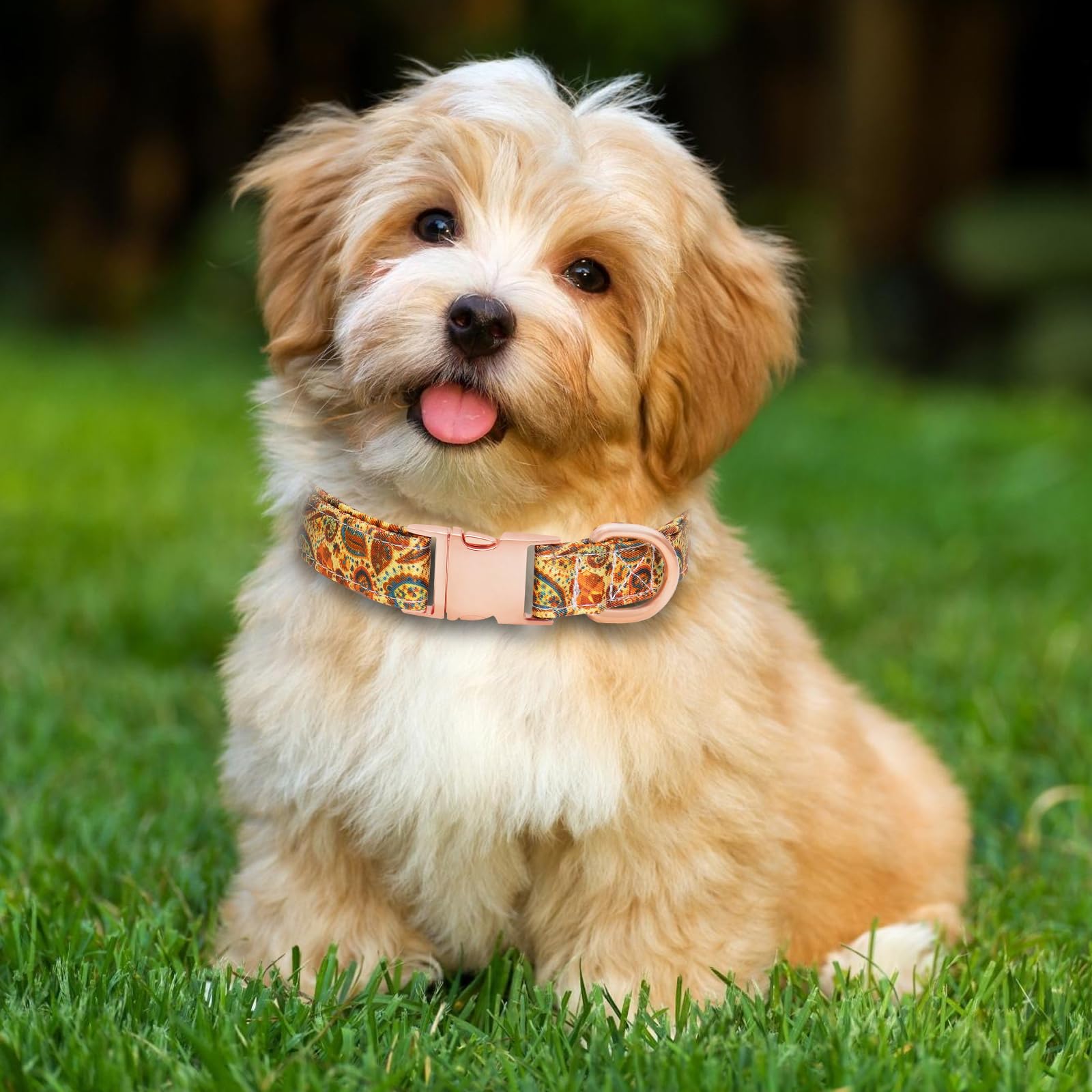 HSIGIO Dog Collar and Leash Set Girls Adjustable Puppy Collars with Floral Bow Tie for Small Medium Large Female Dogs, Orange Pa