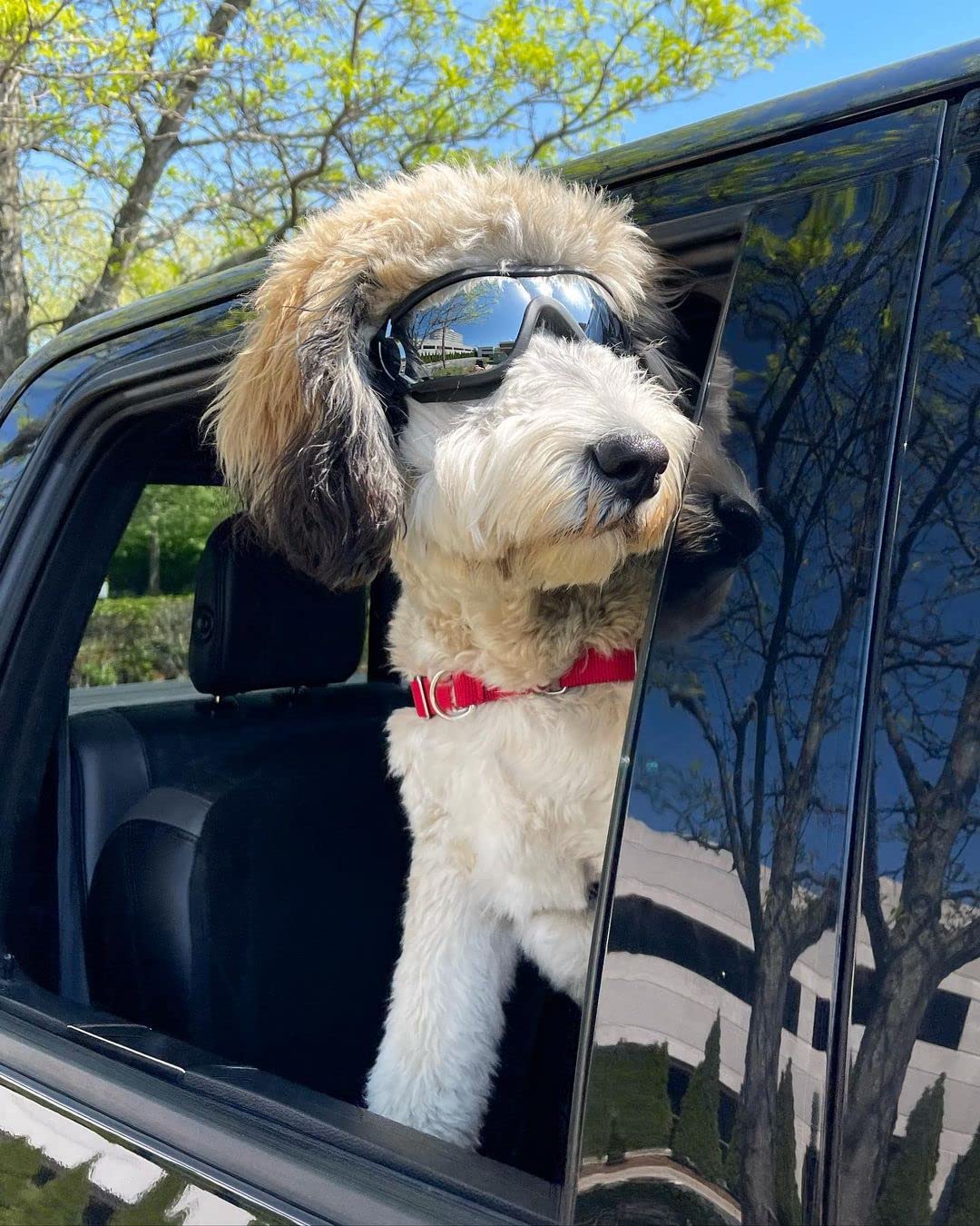 namsan dog goggles Namsan Dog Goggles Medium To Large Dog Uv Sunglasses Windproof Anti-Dust Antifog Pet Dog Glasses Outdoor Protection, Medium Size Dogs Sunglasses With Elastic Straps, Black – Petocart