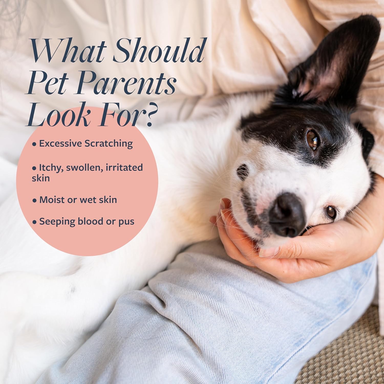 Veterinary Formula Clinical Care Hot Spot & Itch Relief Medicated Shampoo and Spray for Dogs and Cats - Bundle