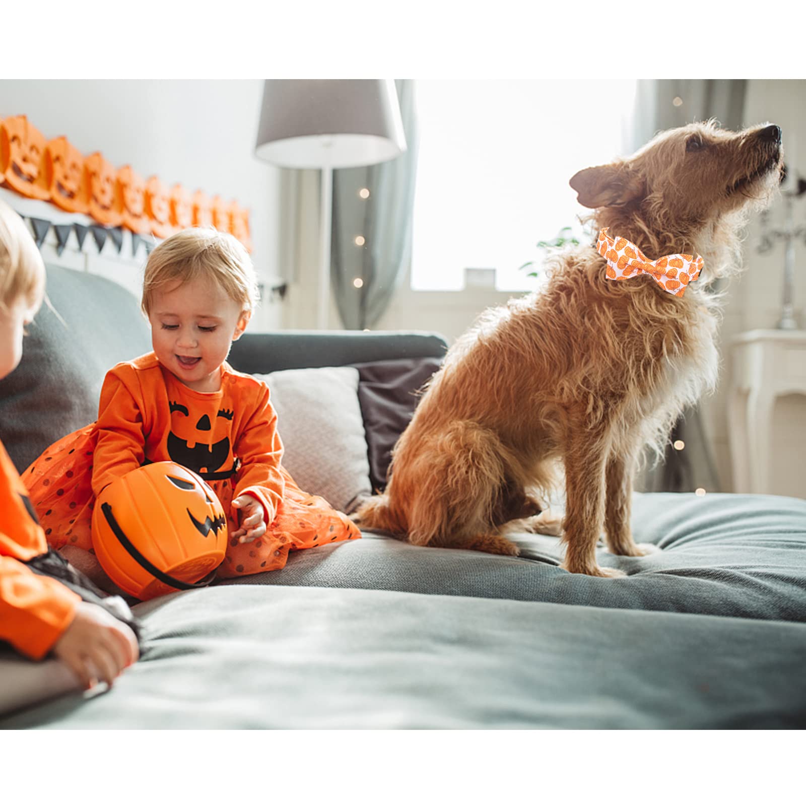 Lionheart Glory Halloween Dog Collars, Bowtie Dog Collar Heavy Duty Adjustable Fall Dog Collar For Medium Dogs Collar Dog Bow Fe