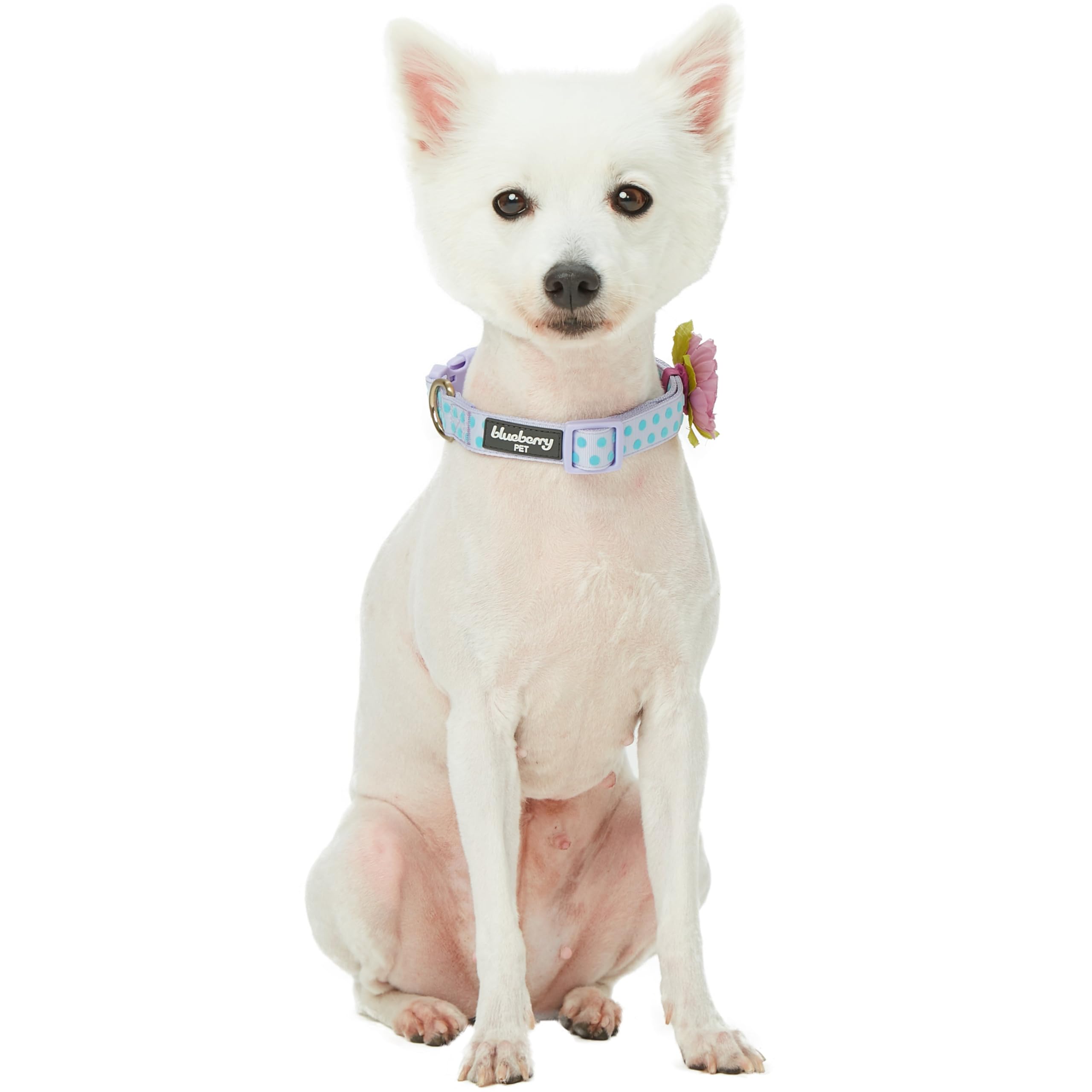 Blueberry Pet Dog Collar - Adjustable Flocking Puppy Collar with Silk Flower, Polka Dot in Pastel Purple, Medium 14.5''-20'' - P