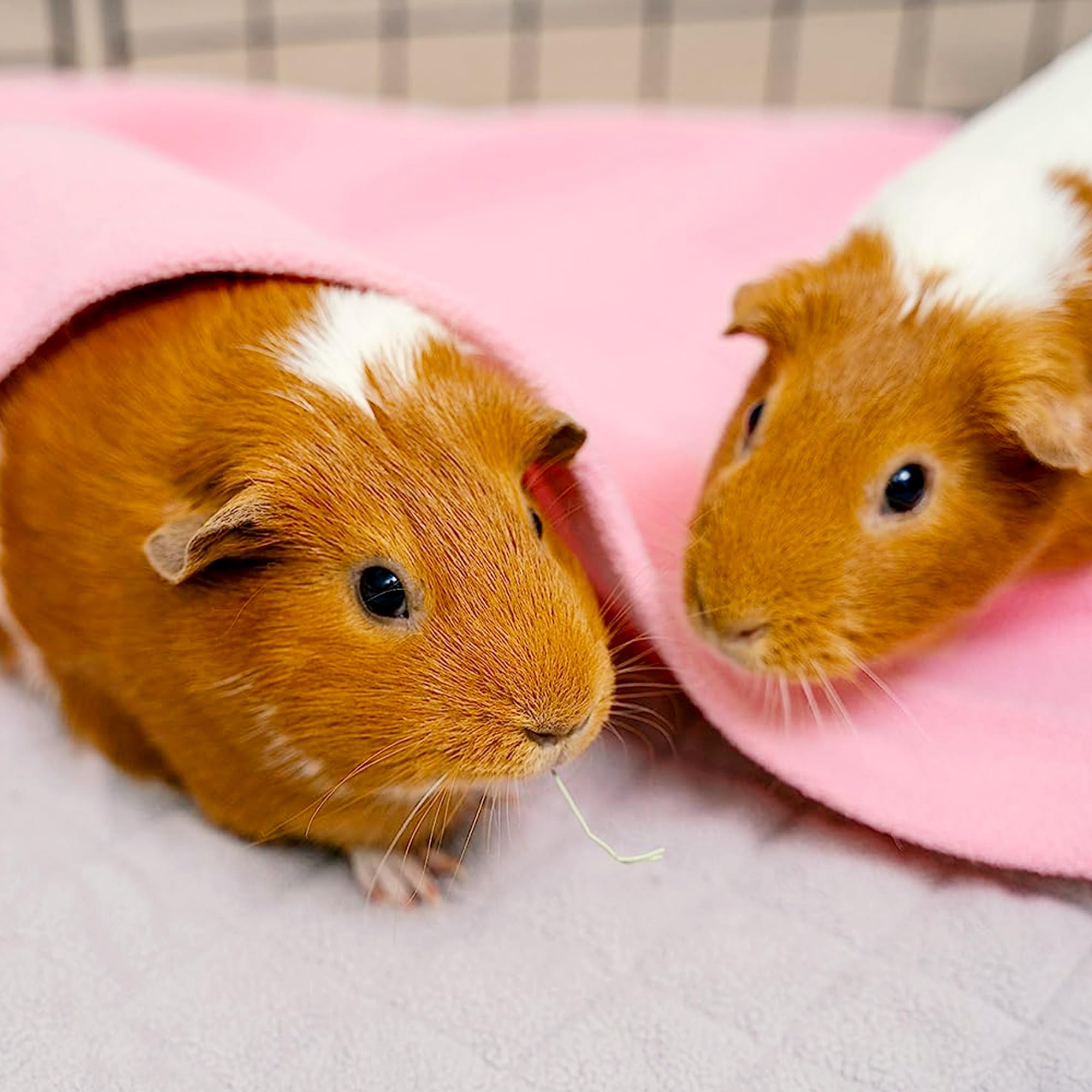 Guineadad Cuddlecomb - Pet Brush For Dogs, Cats, Rabbits, And Guinea Pigs - Rubber Grip, Silicone Bands For Shedding, Molting, And Shiny Coat (Short)