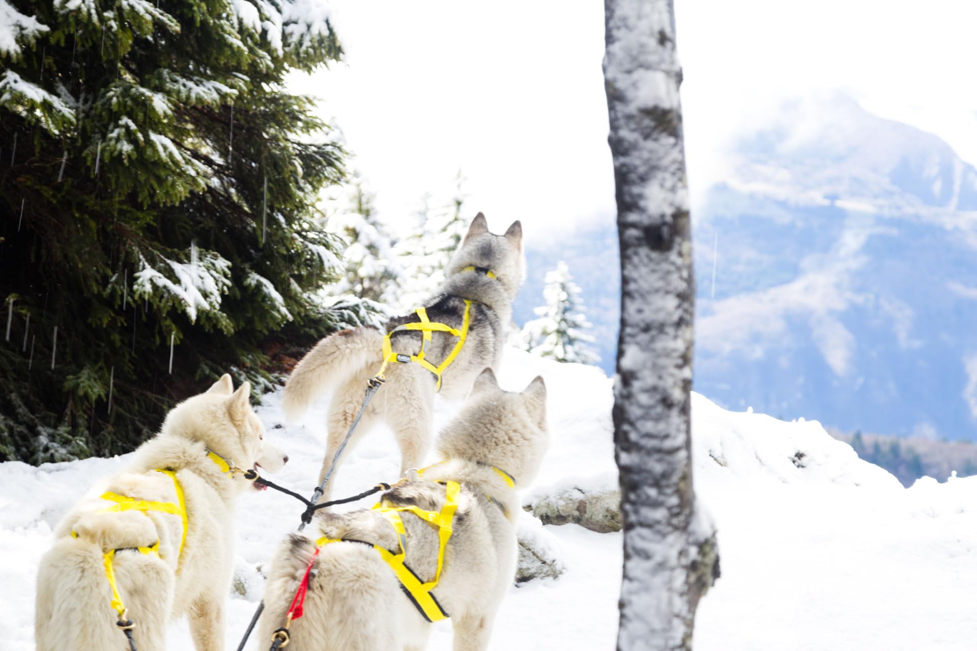 Neewa Sled Pro Harness (Large, Yellow), Dog Pulling Harness, Husky Harness, Mushing Harness, X Back Harness Dog For Dog Exercise, Bikejoring, Skijoring, Dog Sledding, Canicross, Scootering