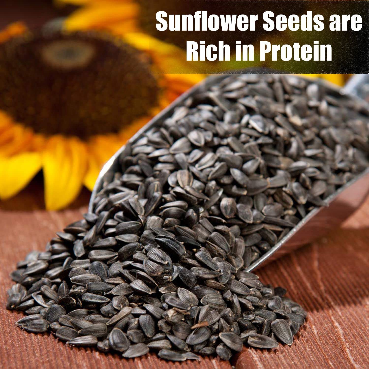 Old Potters Wildlife Black Oil Sunflower Seeds for Birds and Wildlife, Non-GMO & USA Grown on Small Farms (50 lbs)